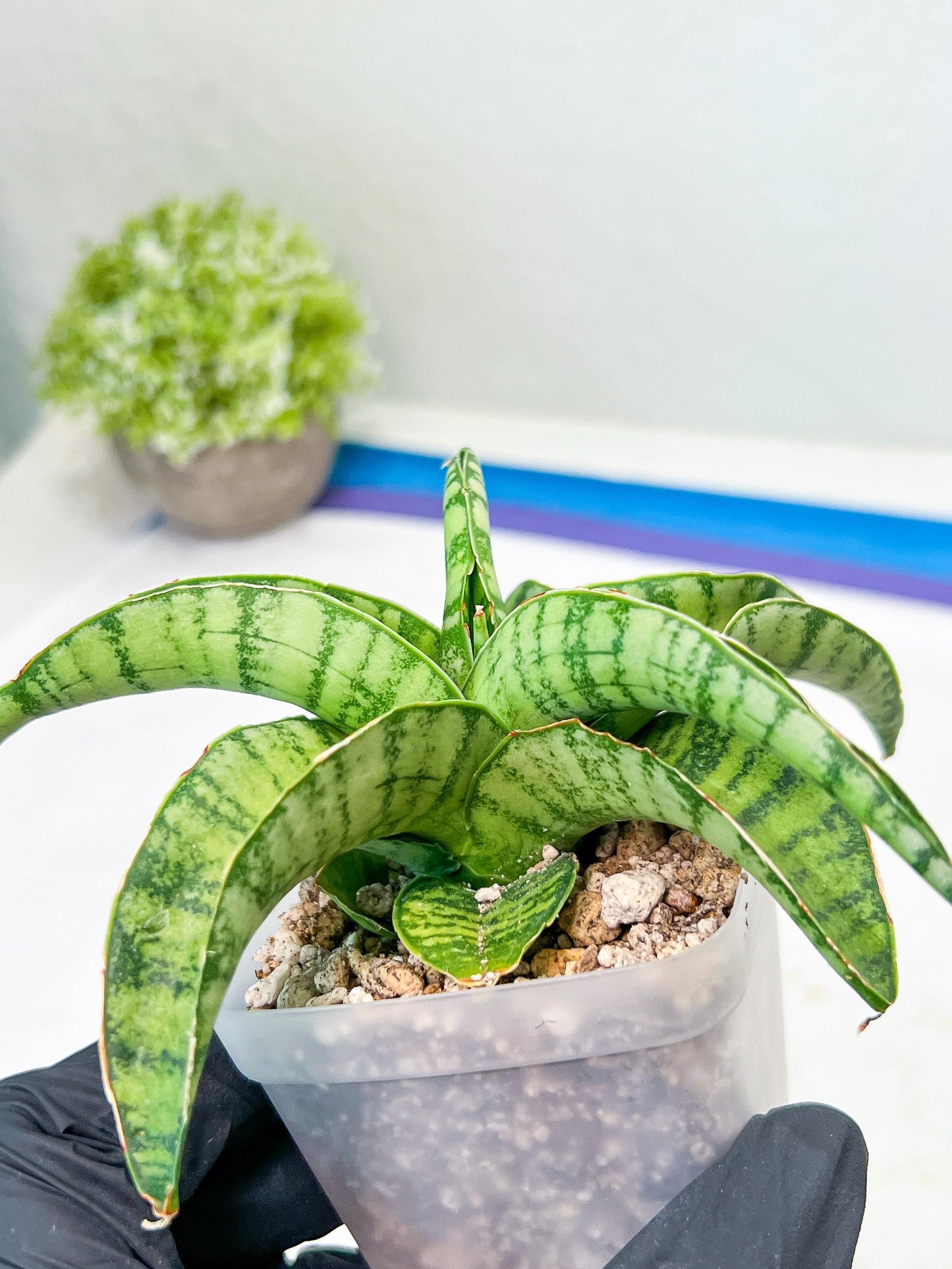 Sansevieria Mama mia (#Ba32) | Imported Plants