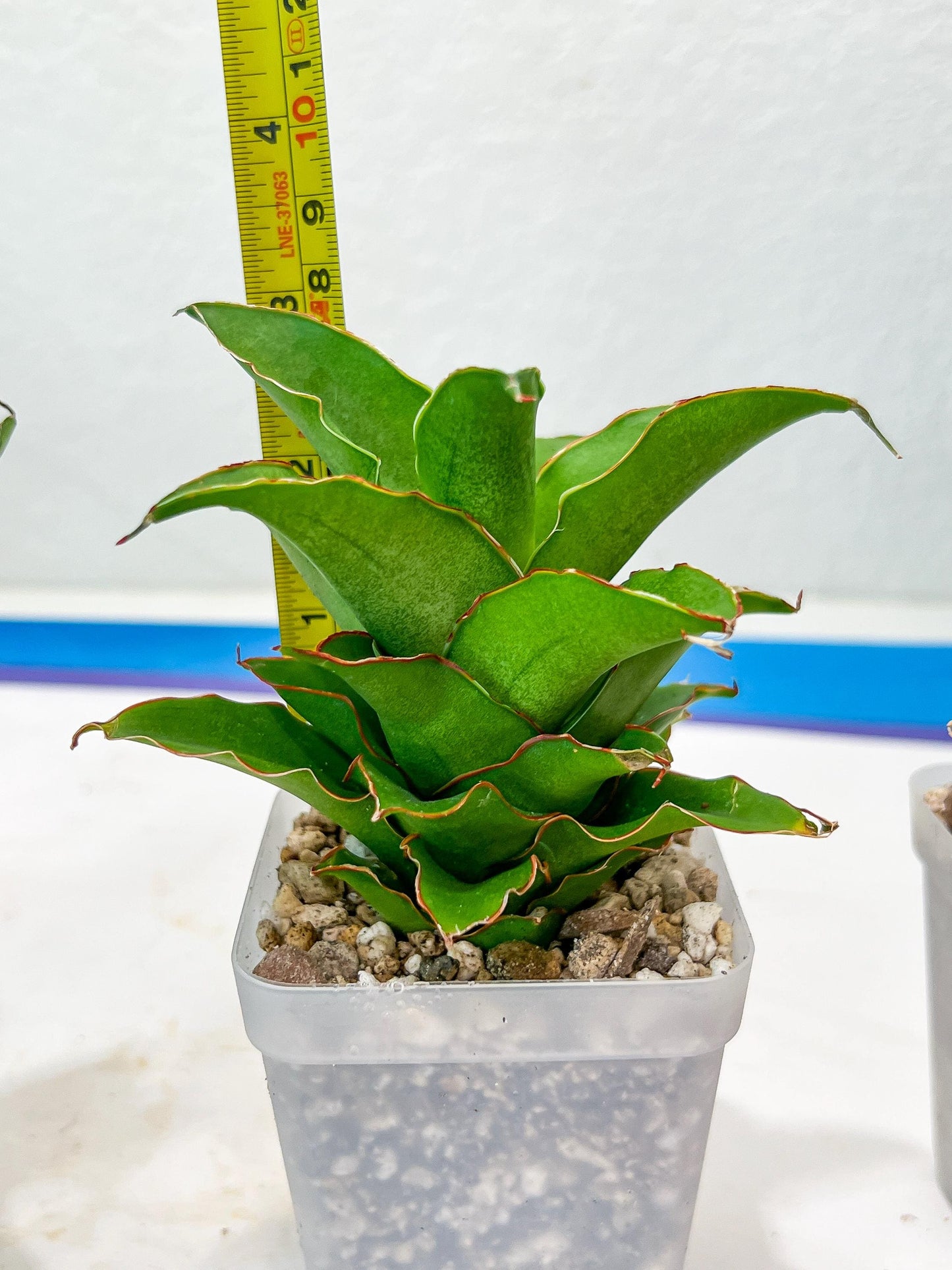 Sansevieria Puyek (#Ba42) | Imported Plants