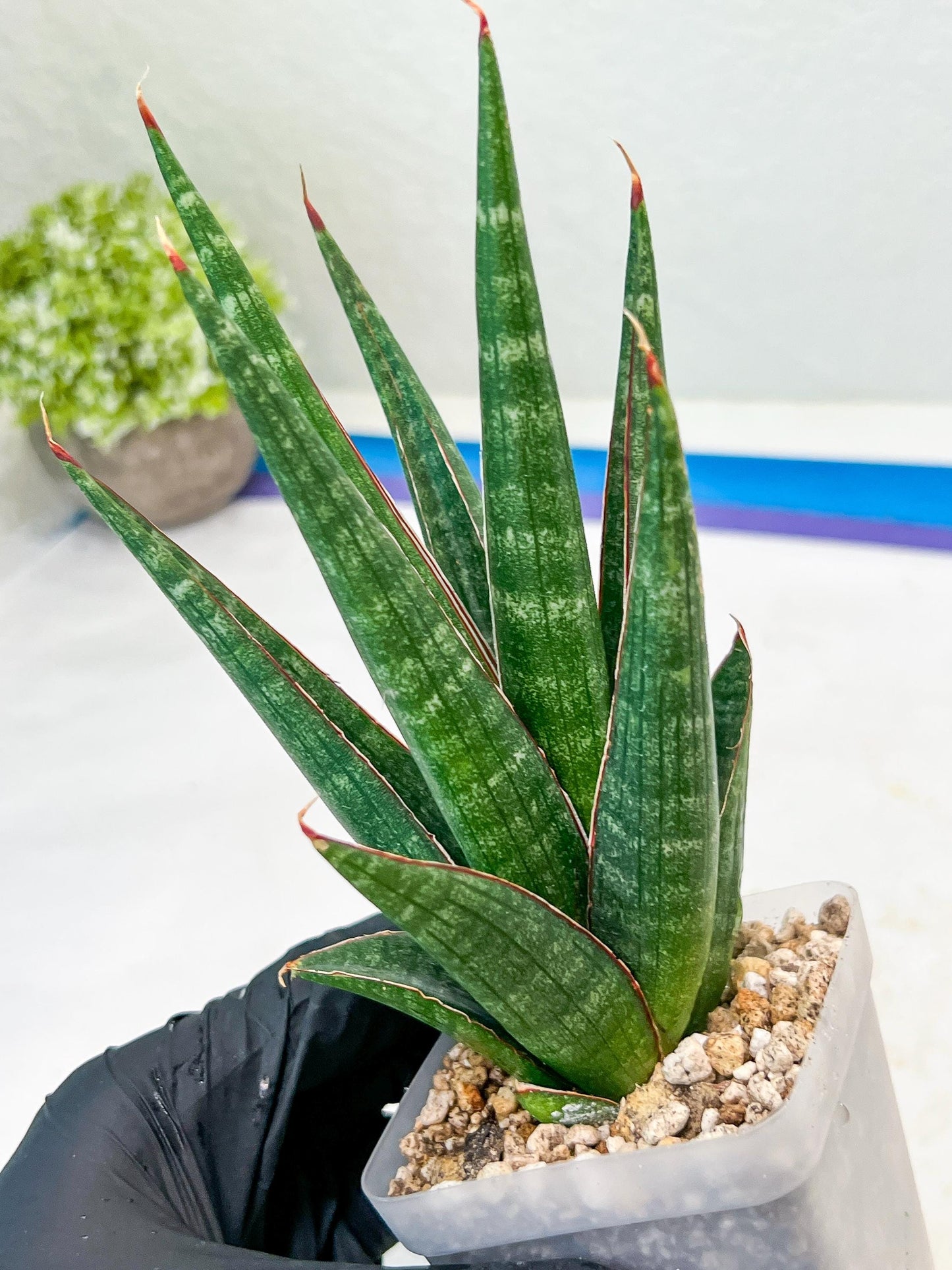 Sansevieria Pontianak (#Ba43) | Hybrid= Royal crown x Cordova ( x ) Deserti x Cordova