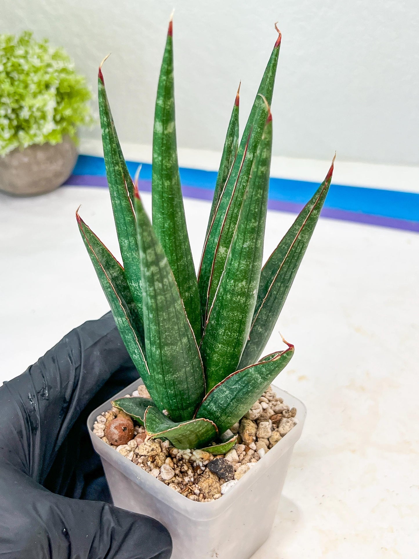 Sansevieria Pontianak (#Ba43) | Hybrid= Royal crown x Cordova ( x ) Deserti x Cordova
