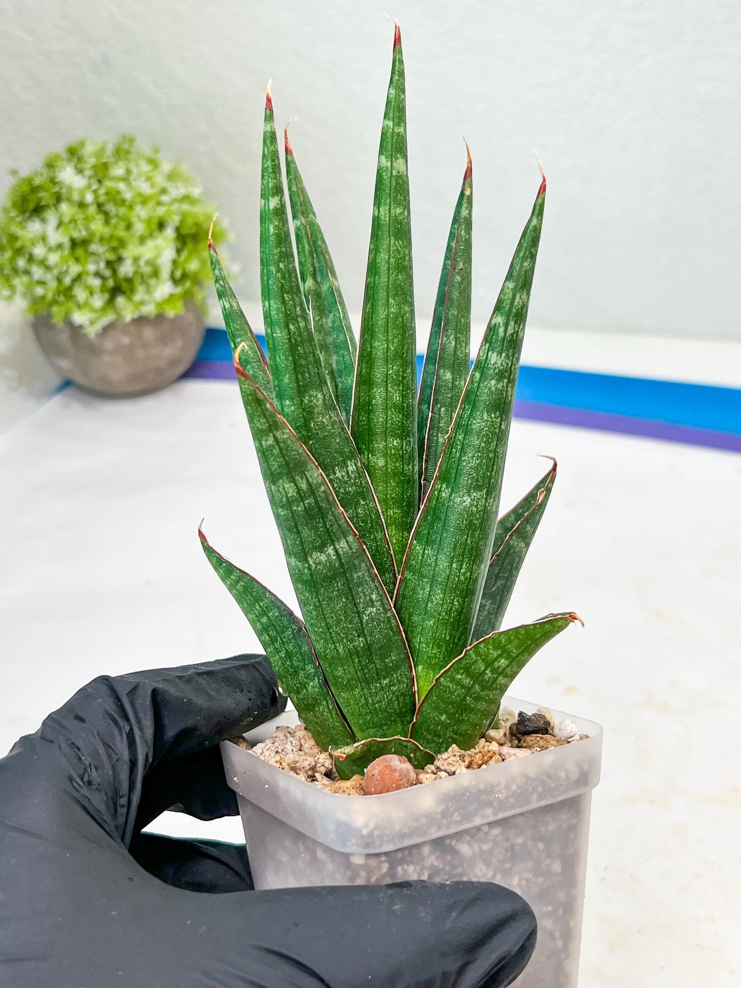 Sansevieria Pontianak (#Ba43) | Hybrid= Royal crown x Cordova ( x ) Deserti x Cordova