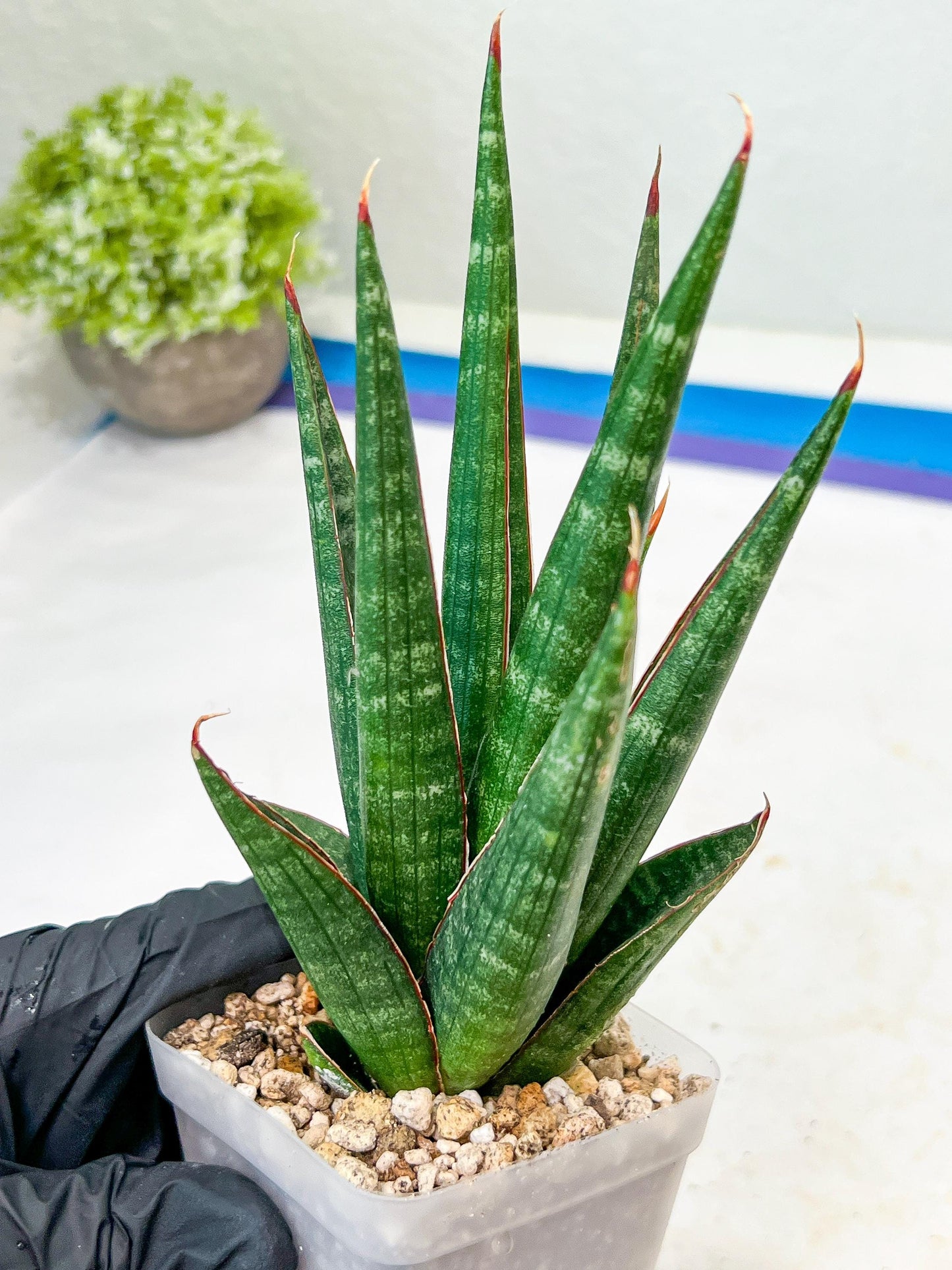 Sansevieria Pontianak (#Ba43) | Hybrid= Royal crown x Cordova ( x ) Deserti x Cordova