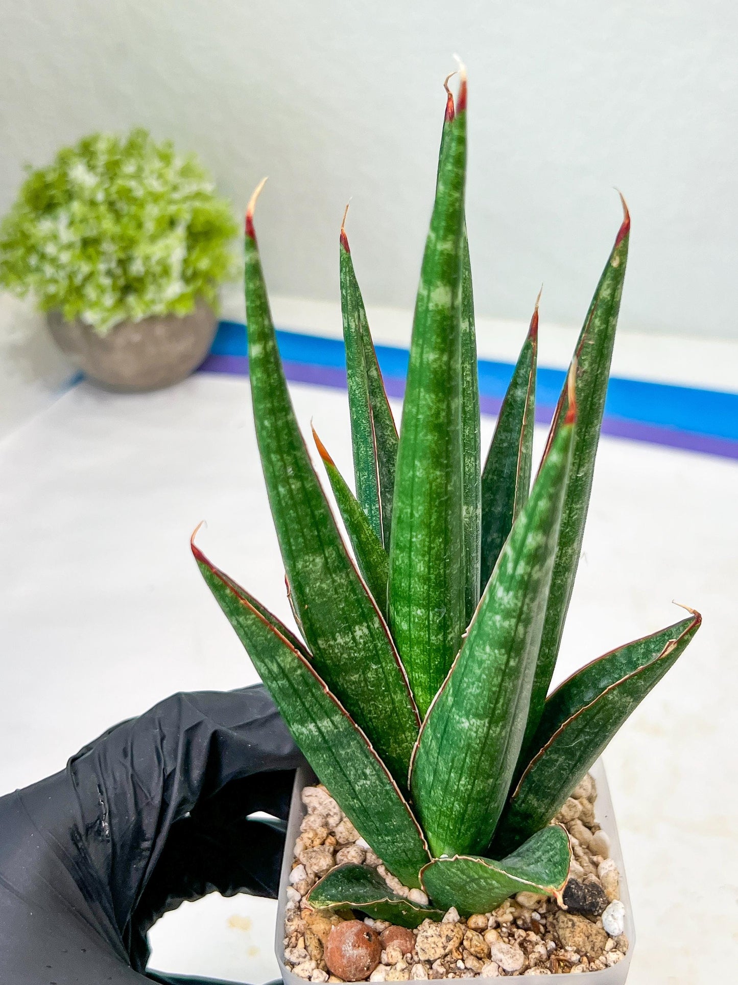 Sansevieria Pontianak (#Ba43) | Hybrid= Royal crown x Cordova ( x ) Deserti x Cordova