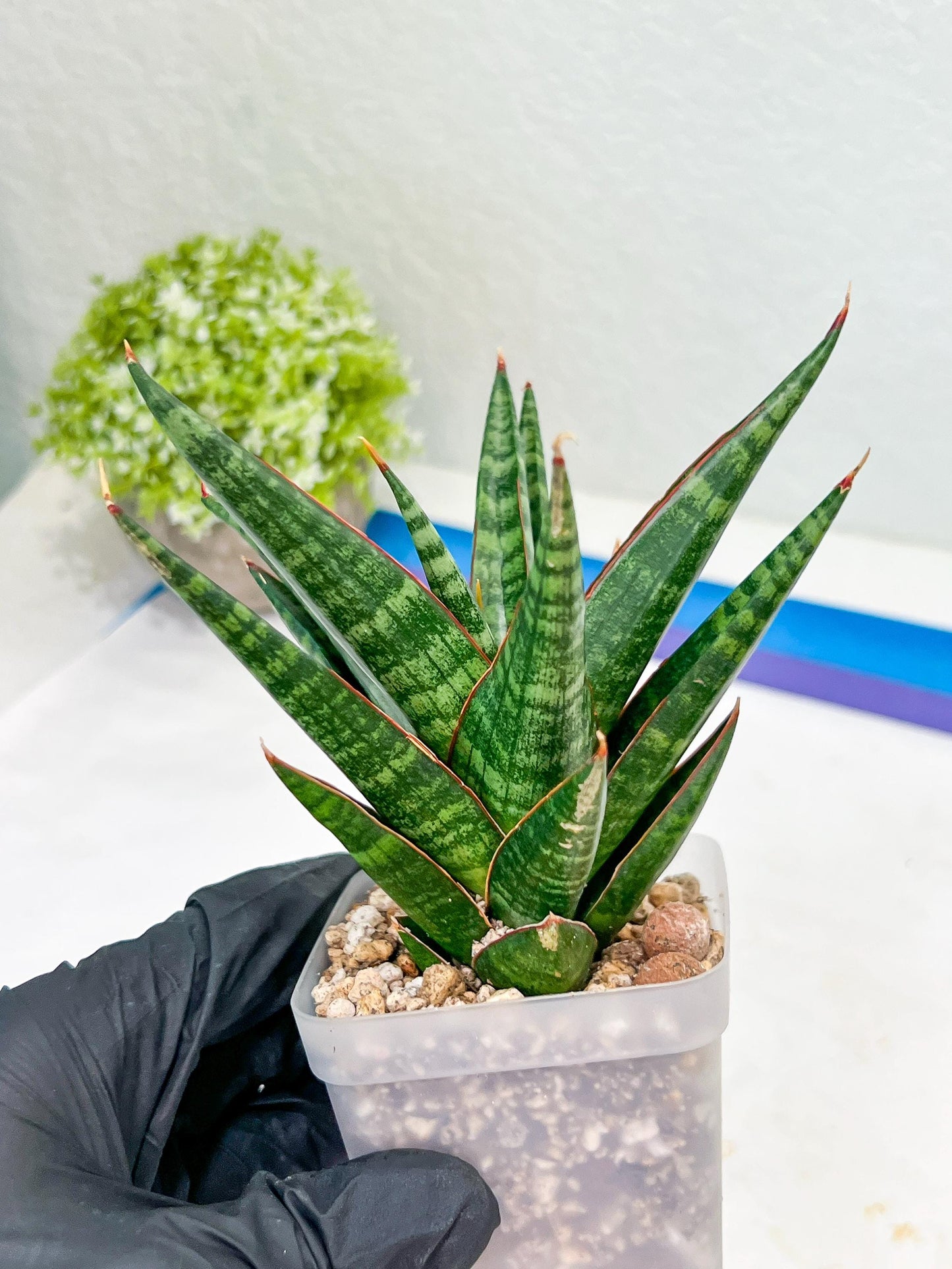 Sansevieria Roro Kidul (#Ba39) | Imported Plants