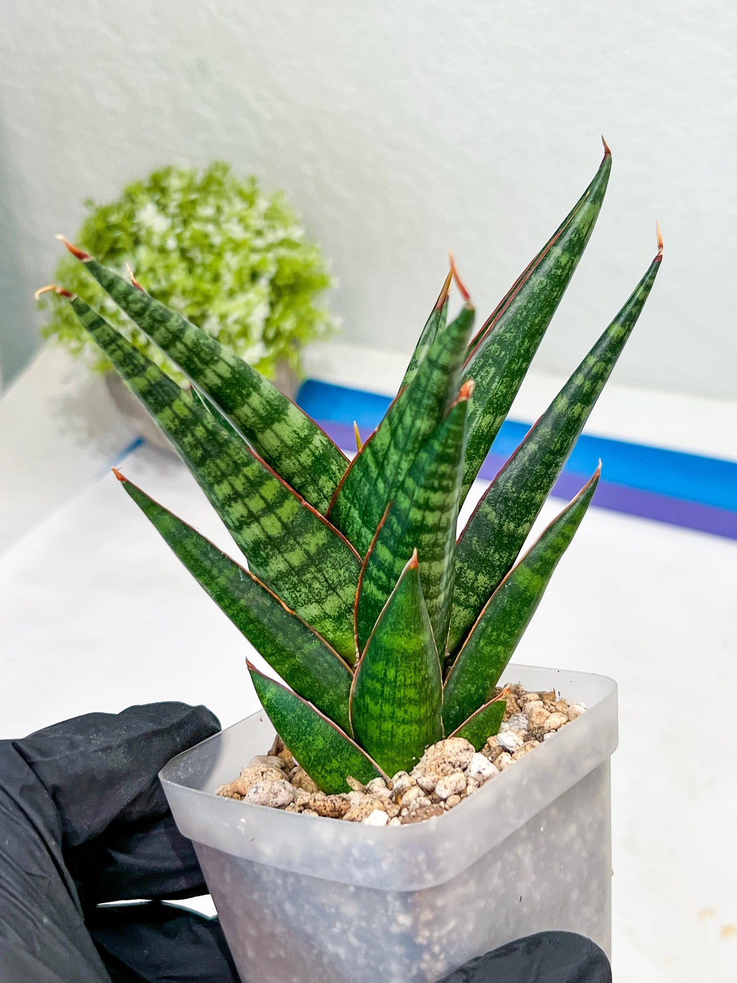 Sansevieria Roro Kidul (#Ba39) | Imported Plants