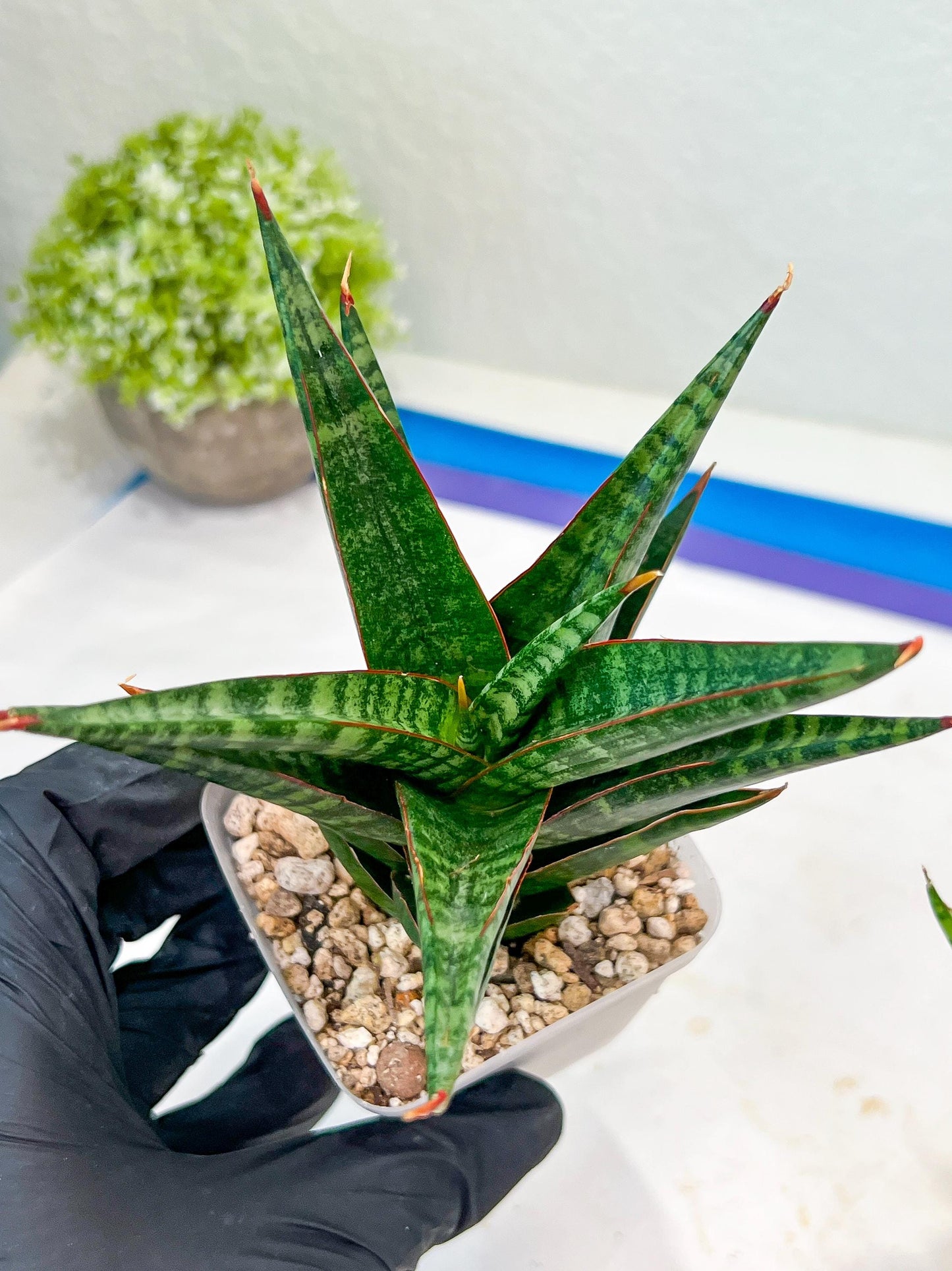 Sansevieria Roro Kidul (#Ba39) | Imported Plants