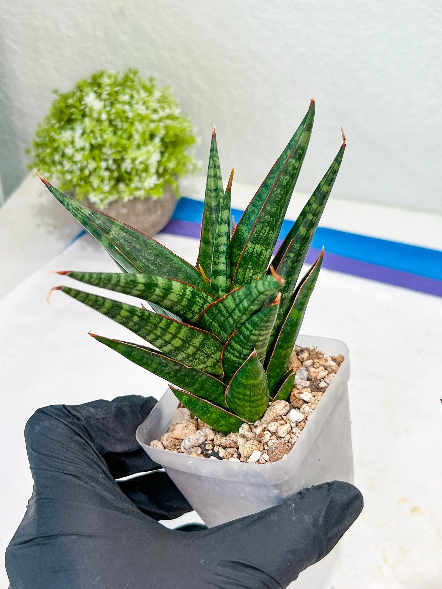 Sansevieria Roro Kidul (#Ba39) | Imported Plants