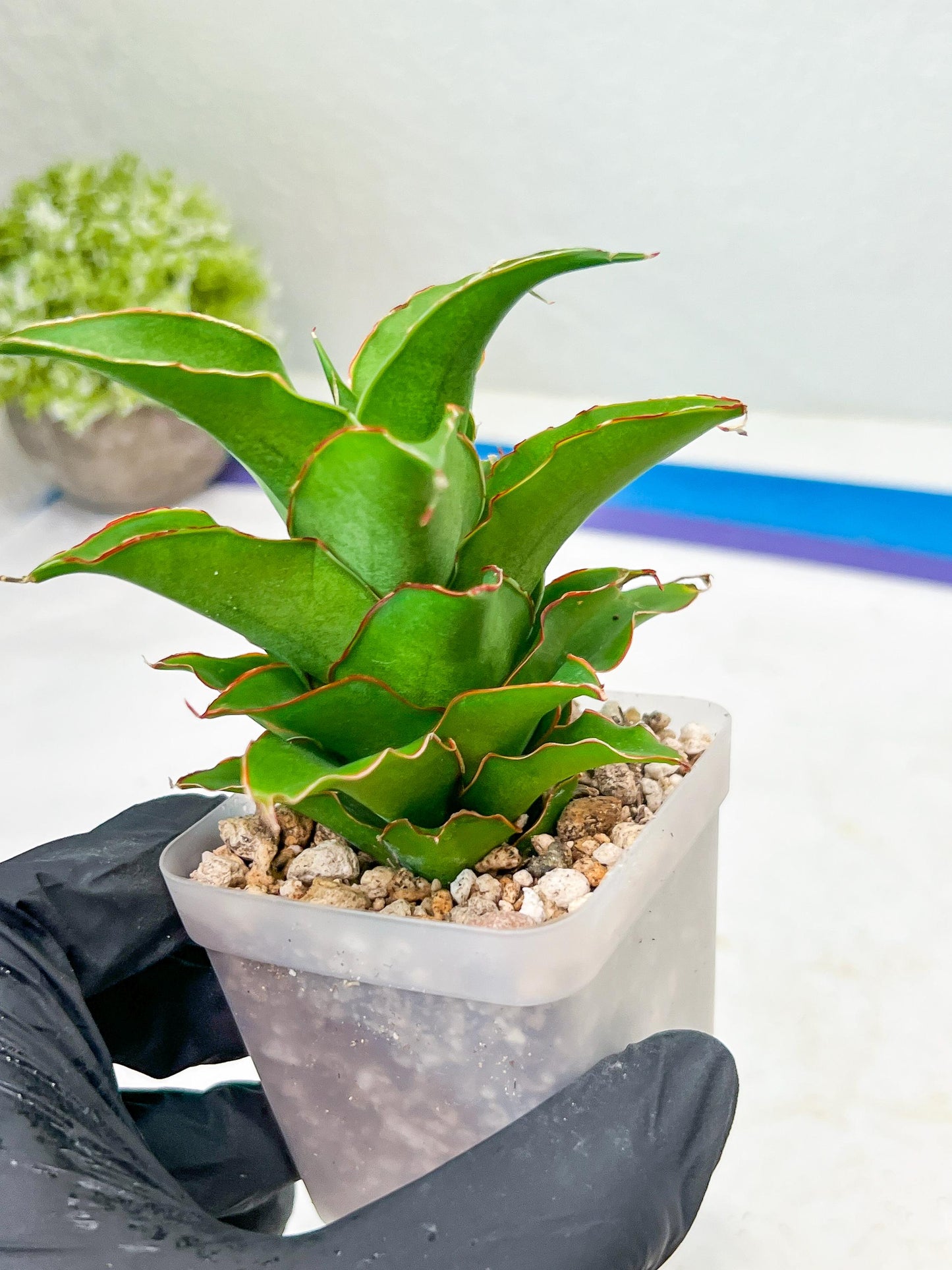Sansevieria Puyek (#Ba42) | Imported Plants