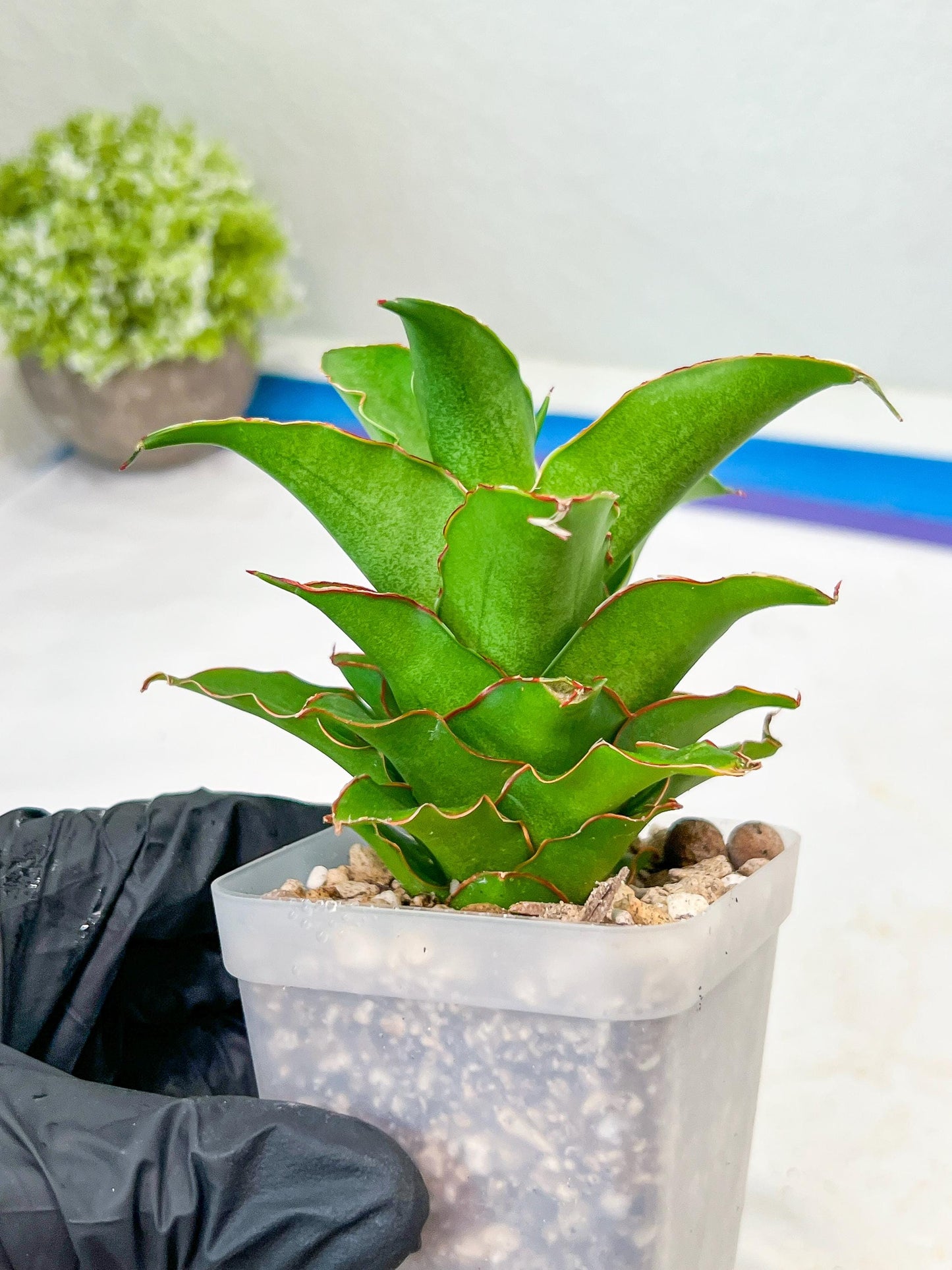 Sansevieria Puyek (#Ba42) | Imported Plants