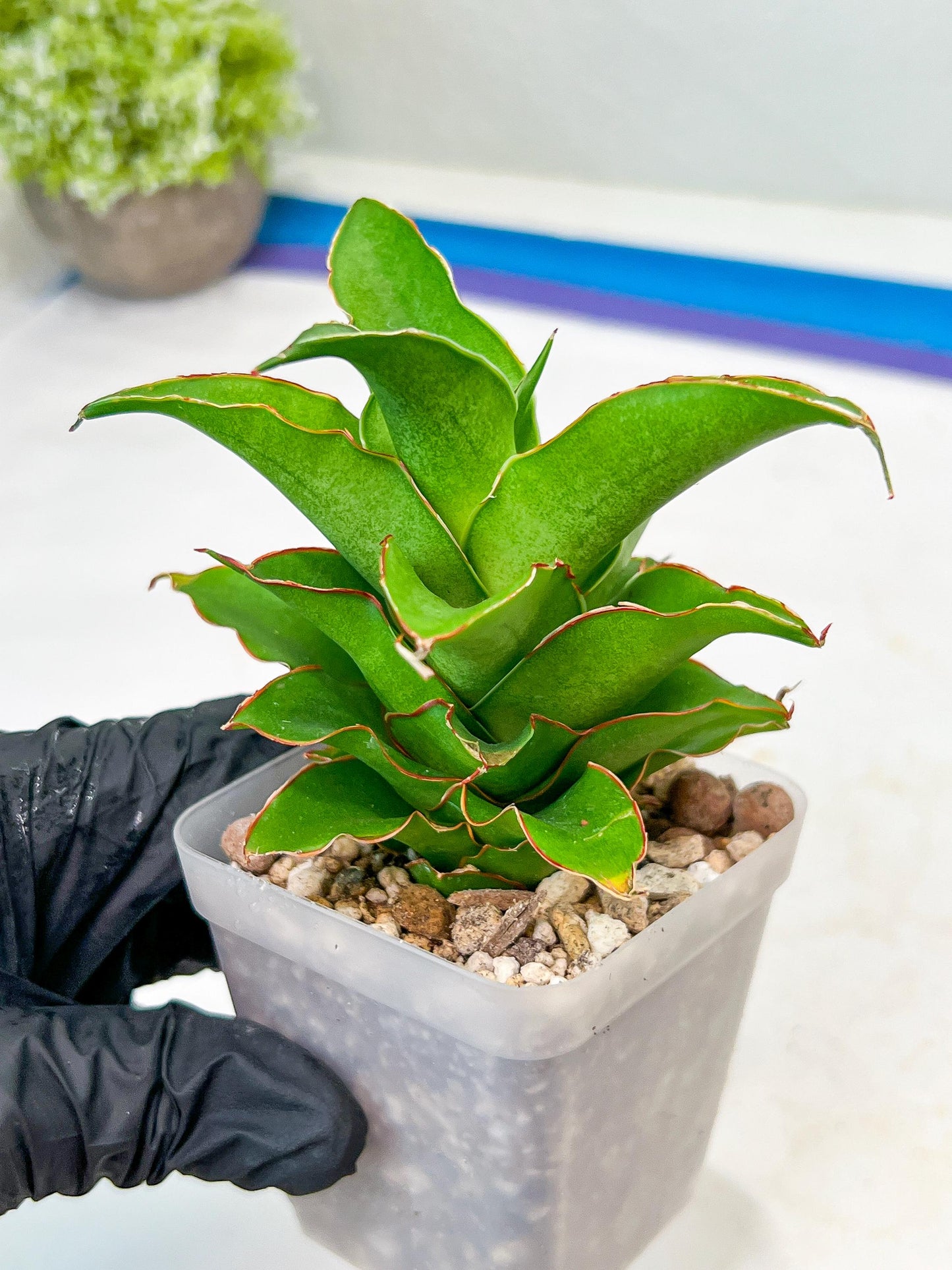 Sansevieria Puyek (#Ba42) | Imported Plants