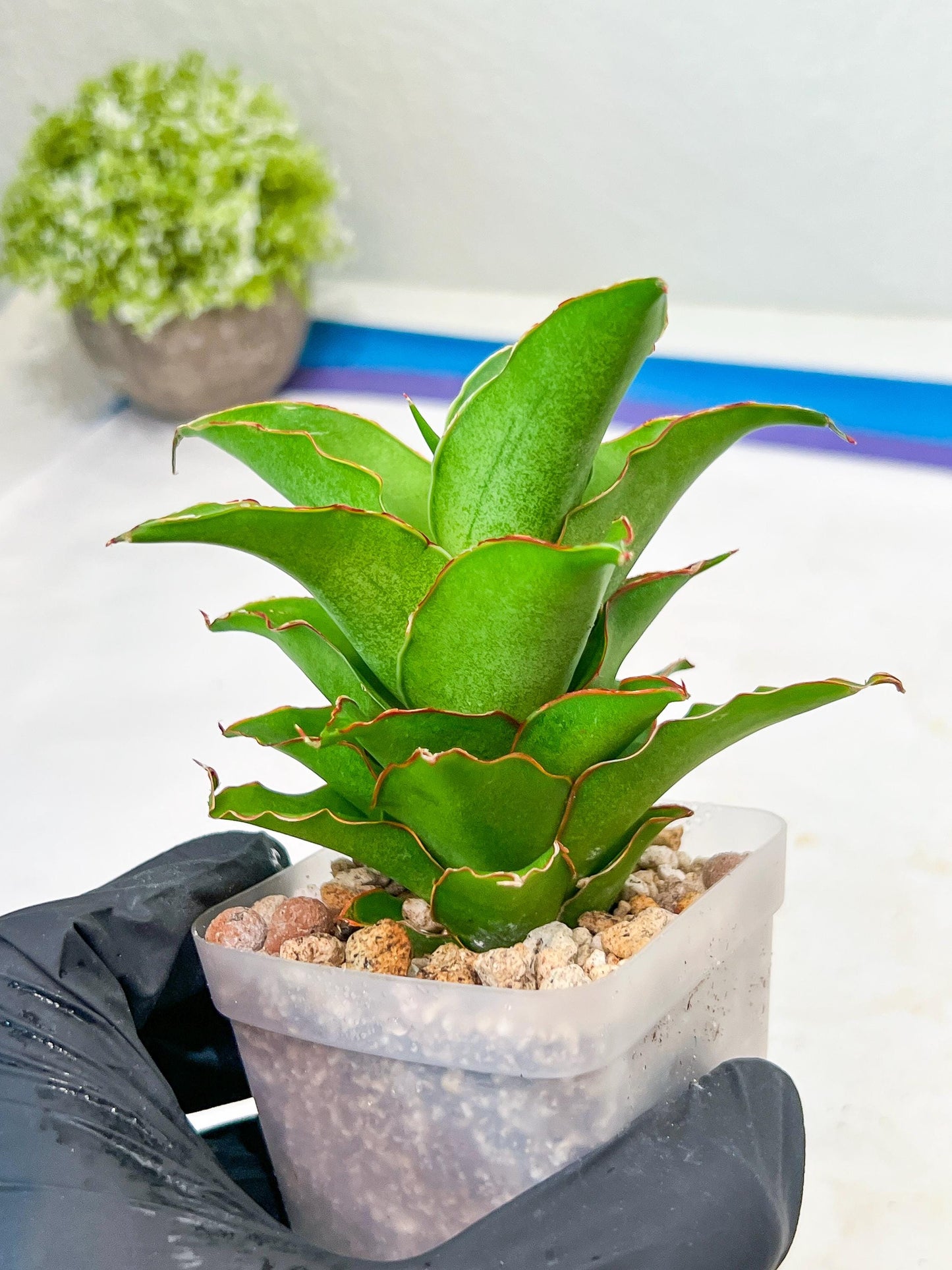 Sansevieria Puyek (#Ba42) | Imported Plants