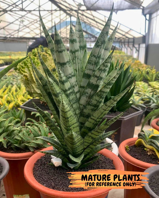 Sansevieria Pandawa (#Ba40) | Imported Plants