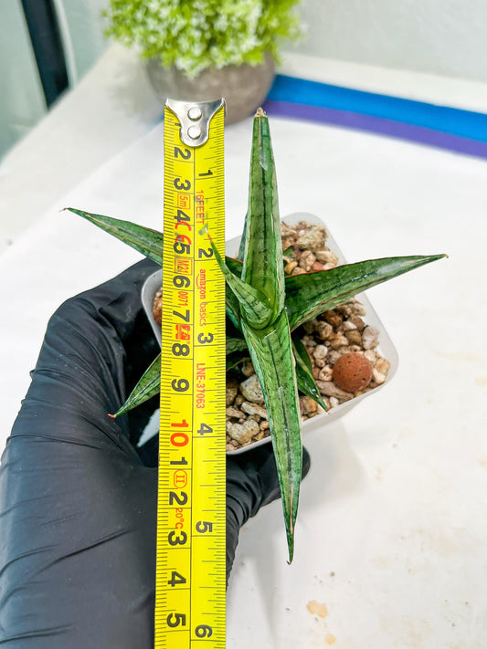 Sansevieria Serayu (#Ba44) | Imported Plants | Rare Hybrid Species