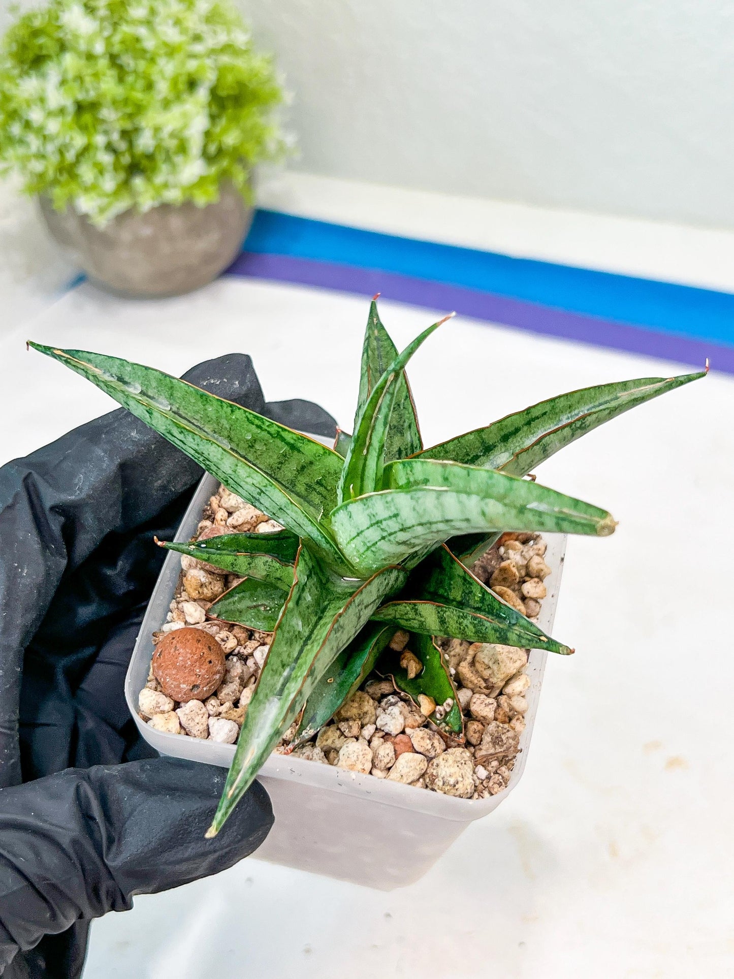 Sansevieria Serayu (#Ba44) | Imported Plants | Rare Hybrid Species