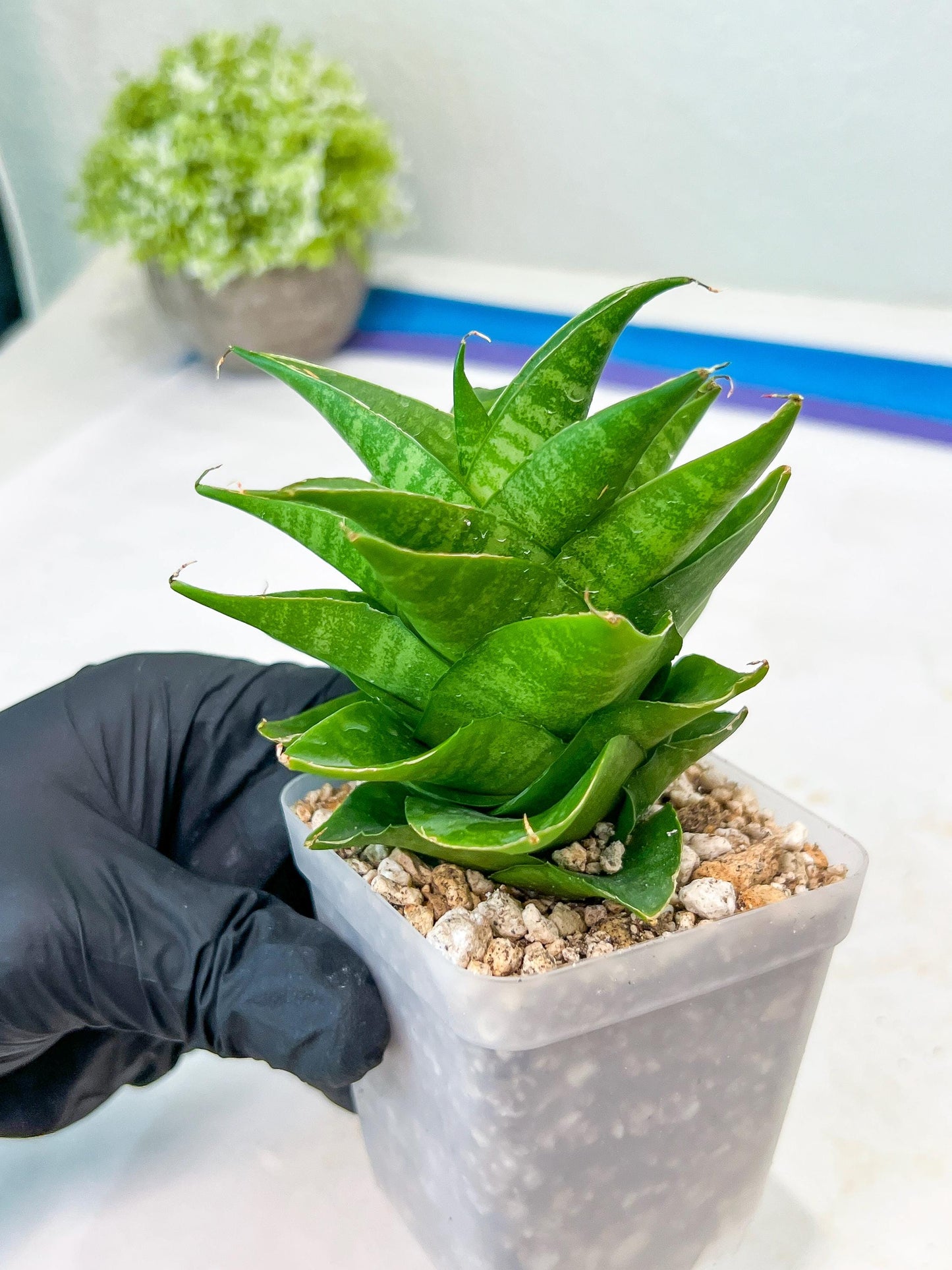 Sansevieria Sheila (#Ba45) | Imported Plants | Rare Hybrid Species