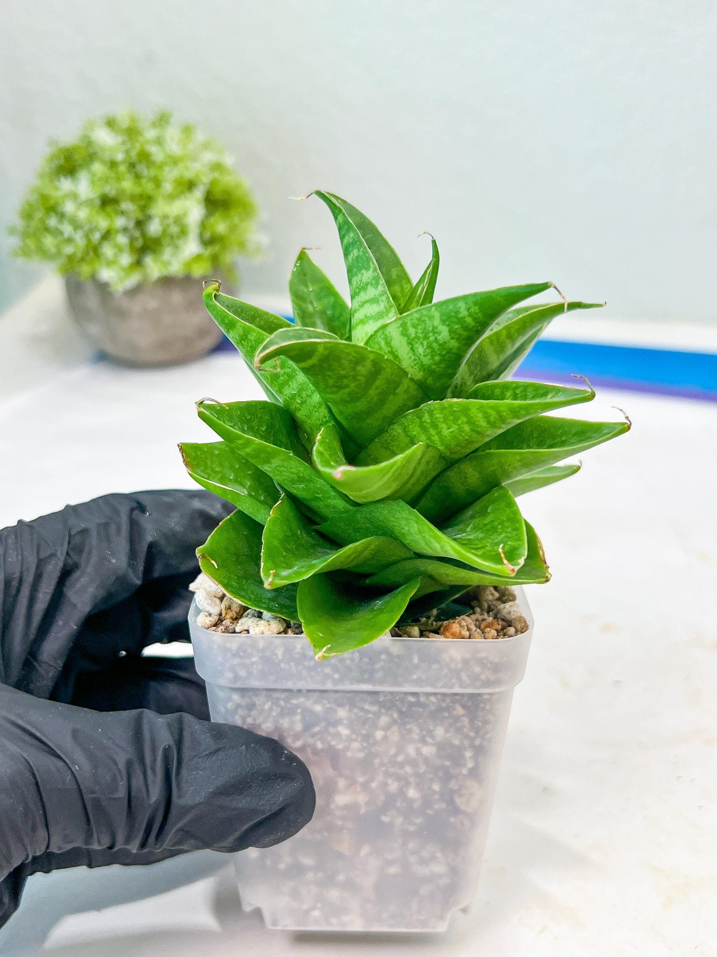 Sansevieria Sheila (#Ba45) | Imported Plants | Rare Hybrid Species