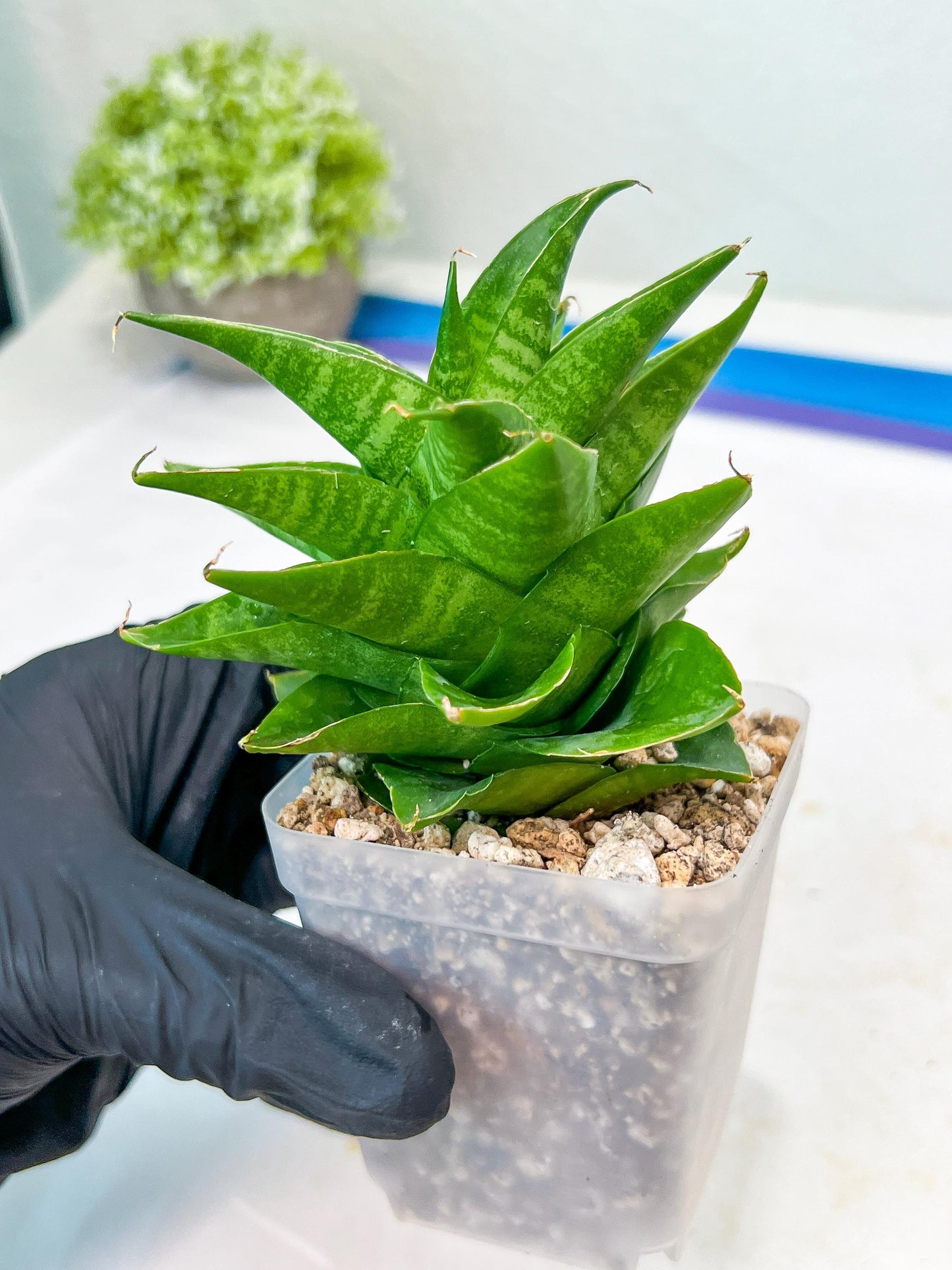 Sansevieria Sheila (#Ba45) | Imported Plants | Rare Hybrid Species