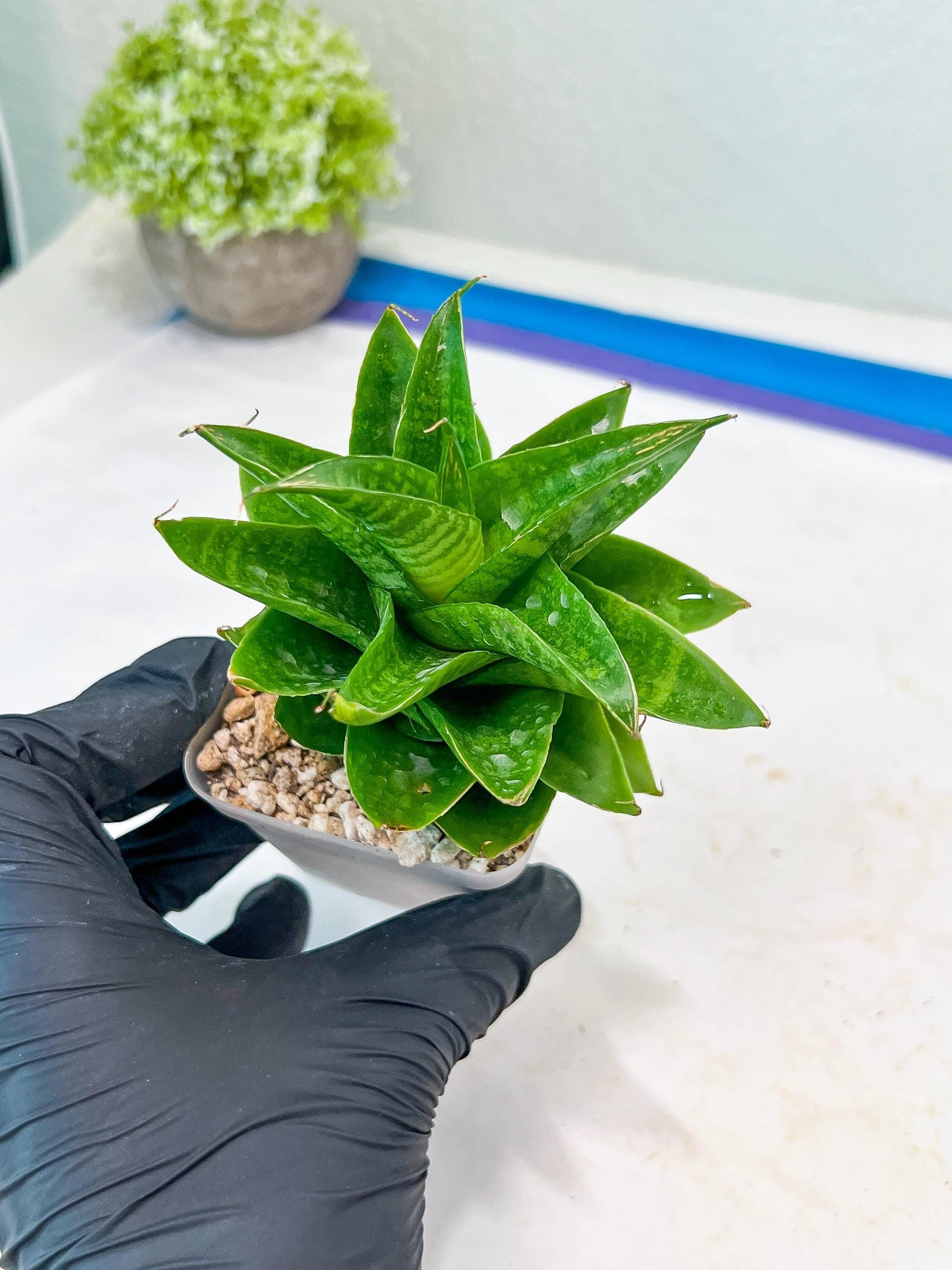 Sansevieria Sheila (#Ba45) | Imported Plants | Rare Hybrid Species