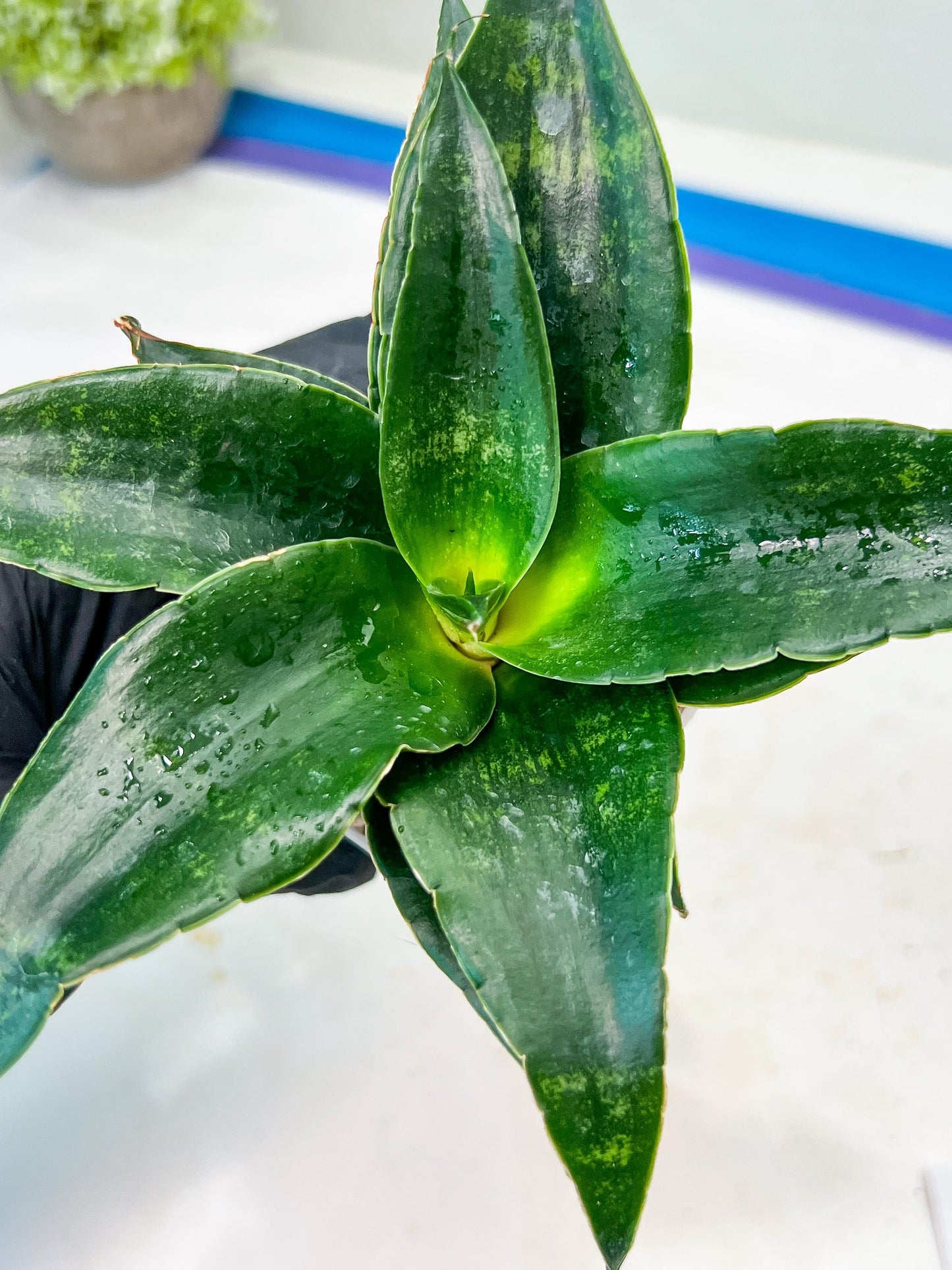 Sansevieria Shinta (#Ba46) | Imported Plants | Rare Hybrid Species