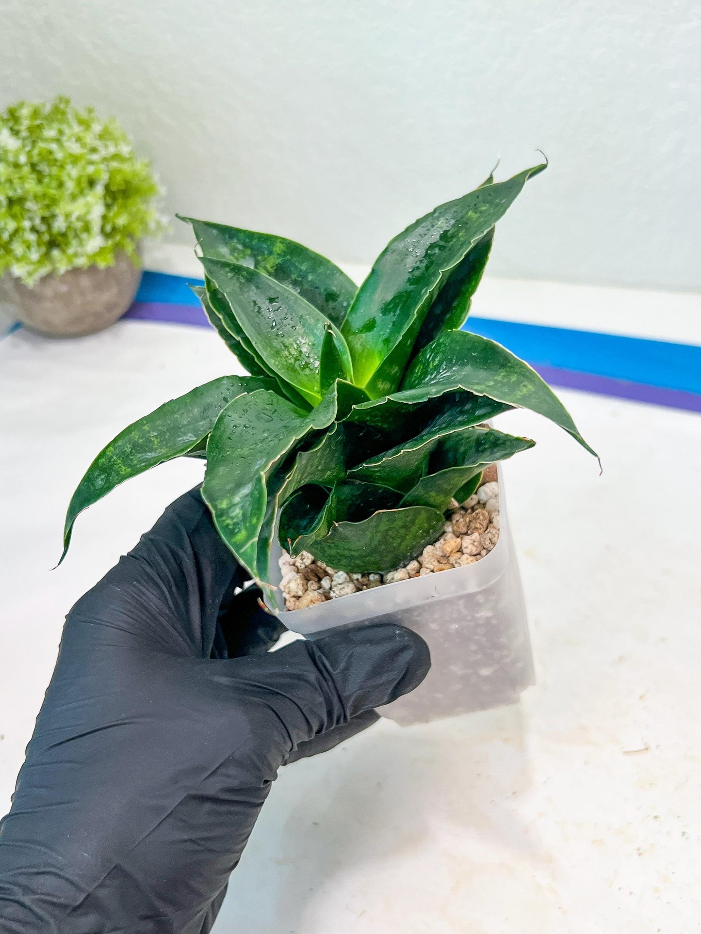 Sansevieria Shinta (#Ba46) | Imported Plants | Rare Hybrid Species