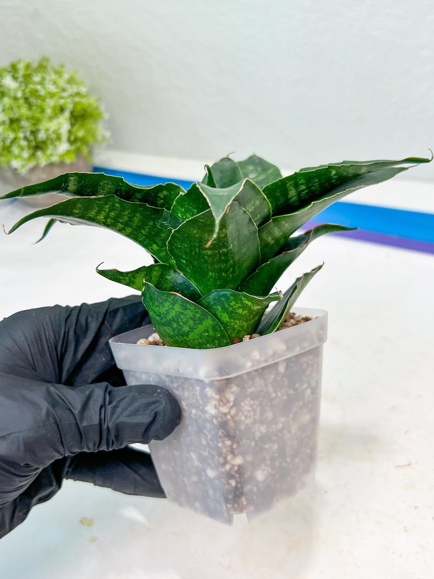 Sansevieria Shinta (#Ba46) | Imported Plants | Rare Hybrid Species