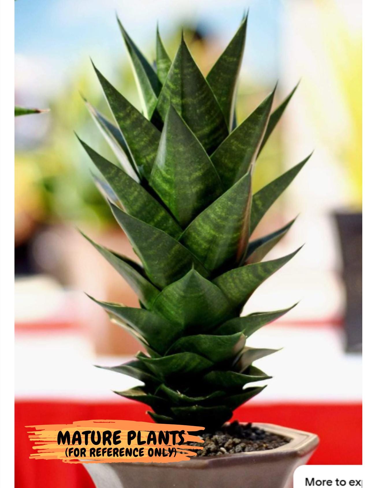 Sansevieria Sheila (#Ba45) | Imported Plants | Rare Hybrid Species