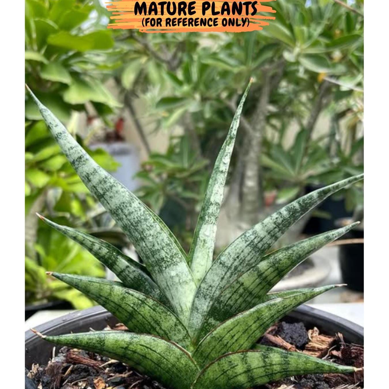 Sansevieria Serayu (#Ba44) | Imported Plants | Rare Hybrid Species