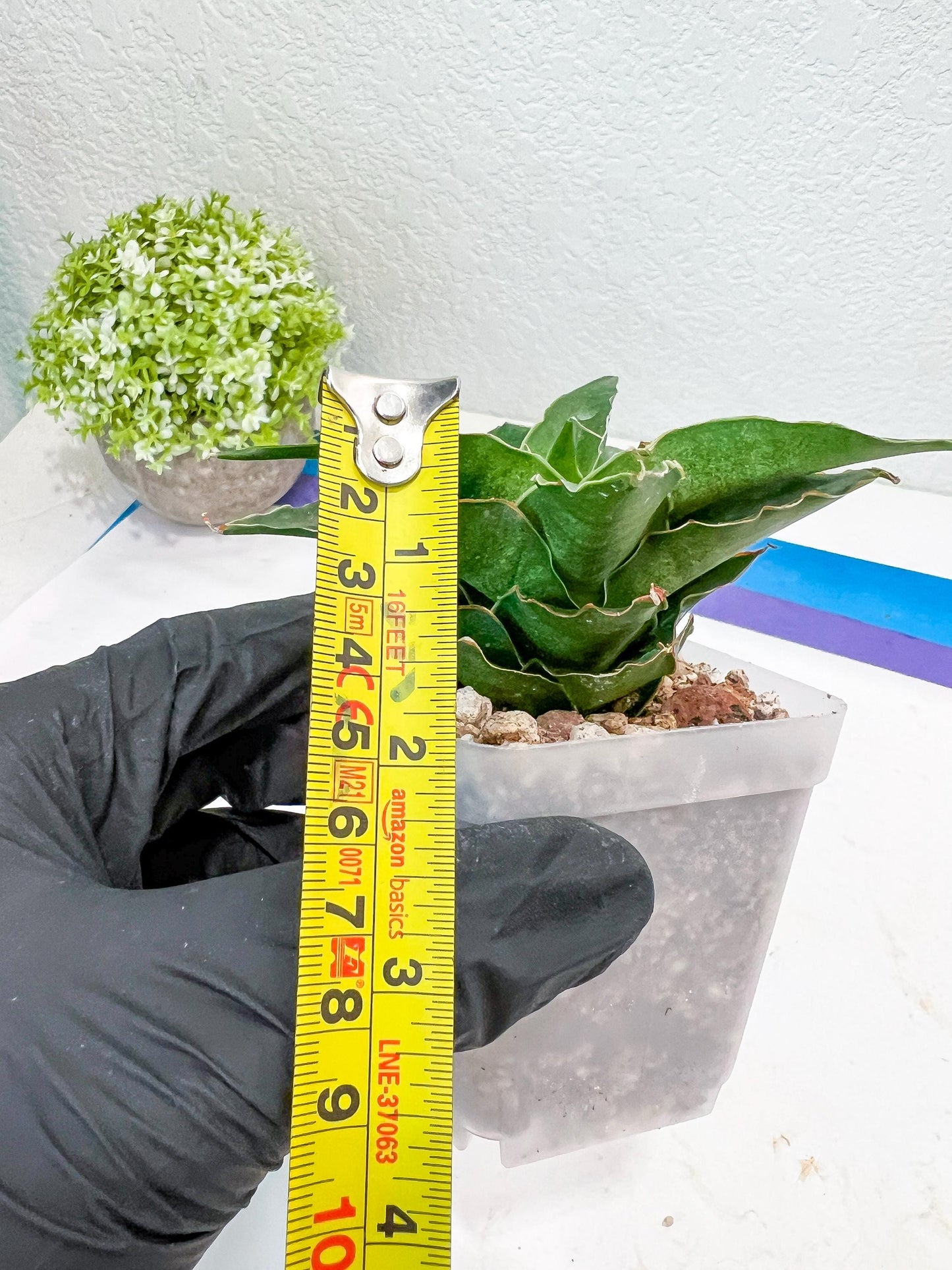 Sansevieria Wulan (#Ba52) | Imported Plants | Rare Hybrid Species