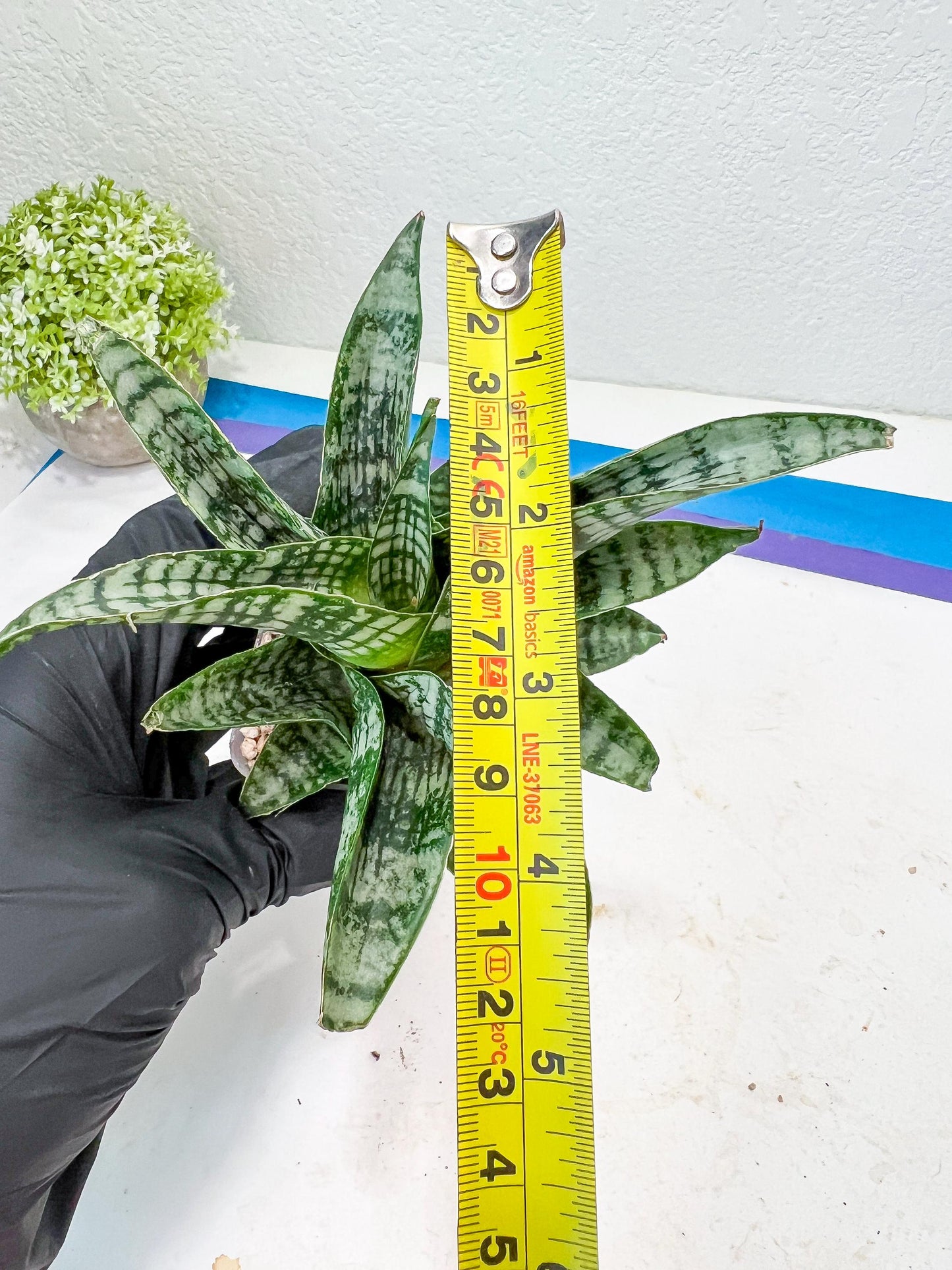 Sansevieria Xiena (#Ba53) | Imported Plants | Rare Hybrid Species