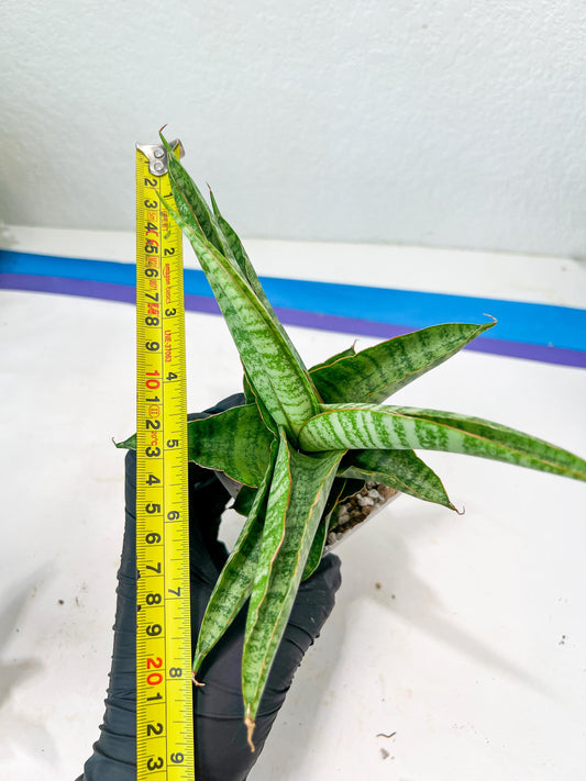 Sansevieria Cordova x cordova Mutated (#Ba54) | Imported Plants