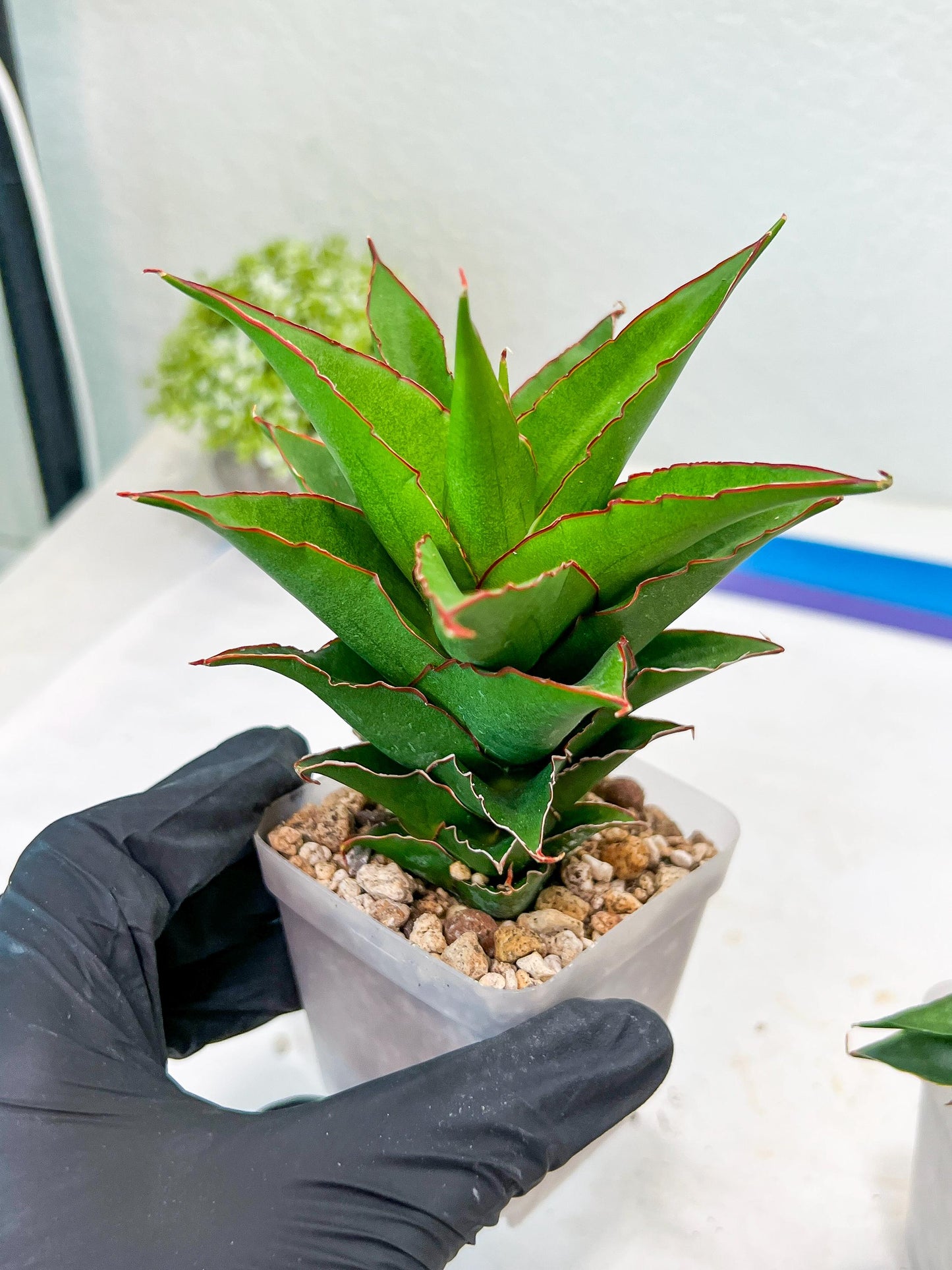 Sansevieria Teacher (#Ba49) | Parent Plant (pinguicula X Gabriella)