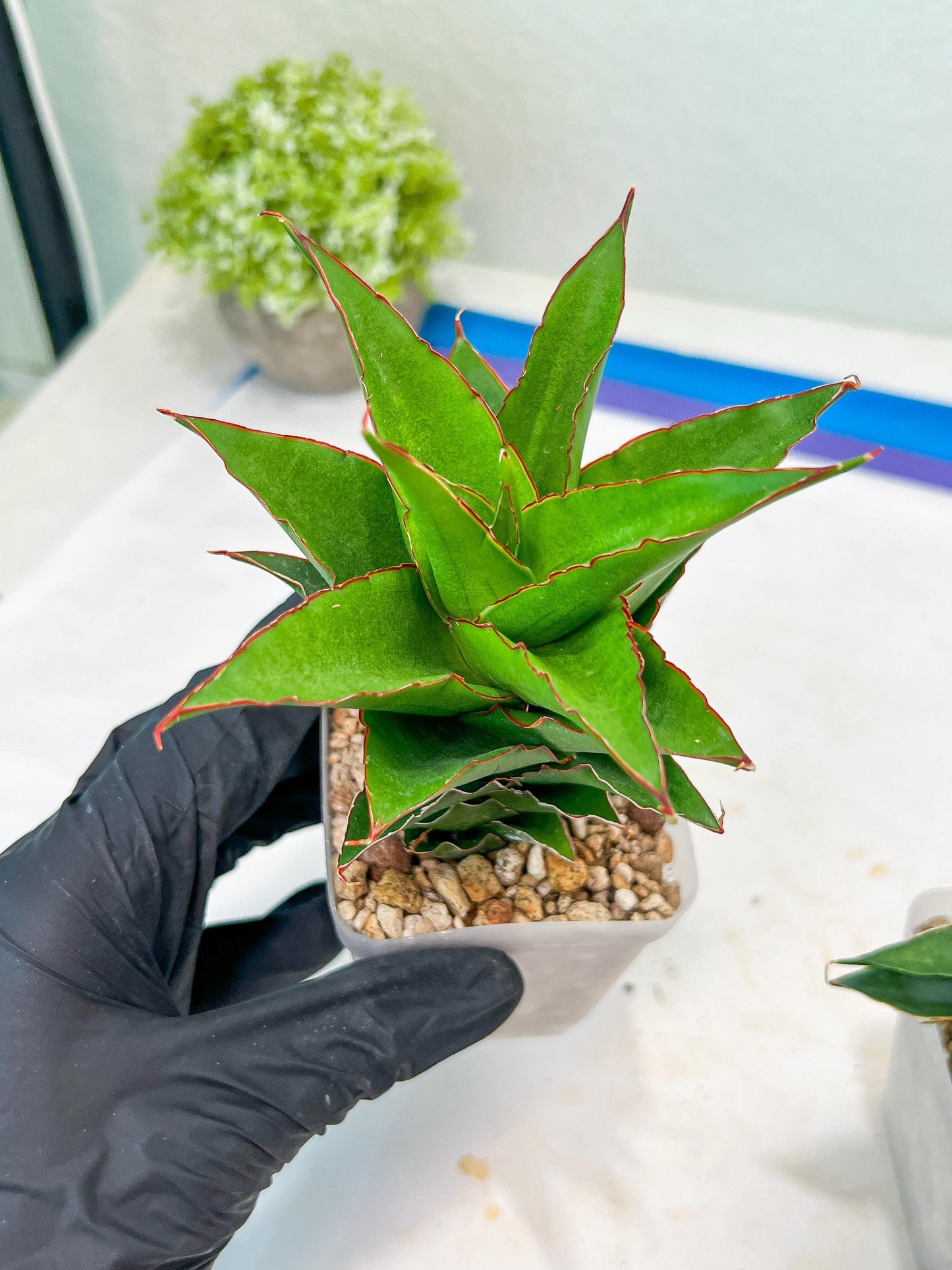Sansevieria Teacher (#Ba49) | Parent Plant (pinguicula X Gabriella)