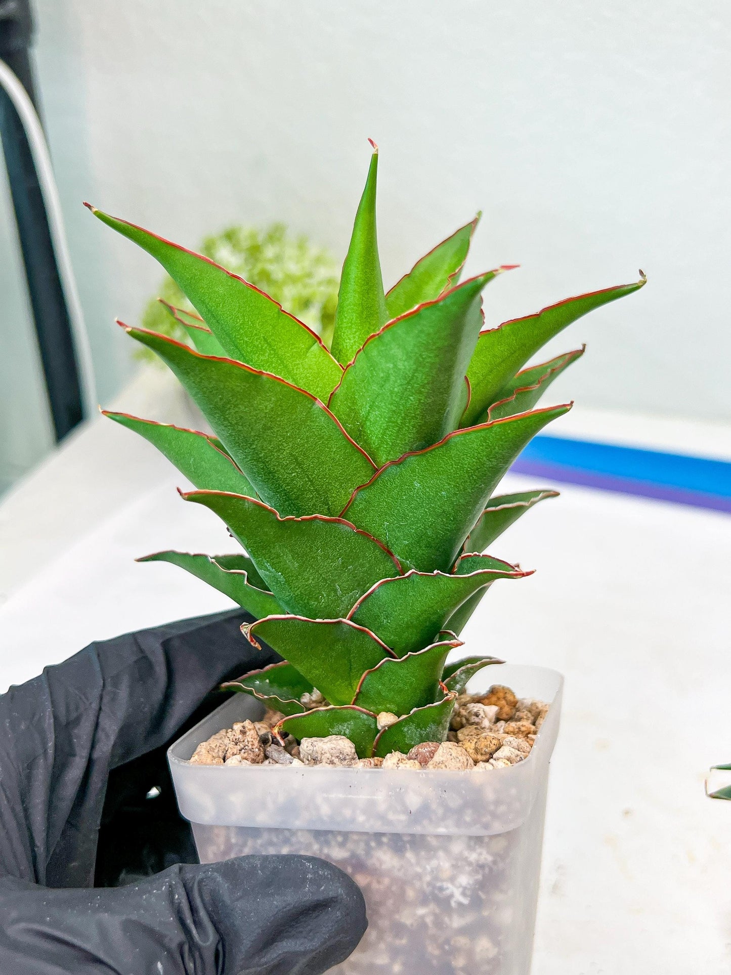 Sansevieria Teacher (#Ba49) | Parent Plant (pinguicula X Gabriella)