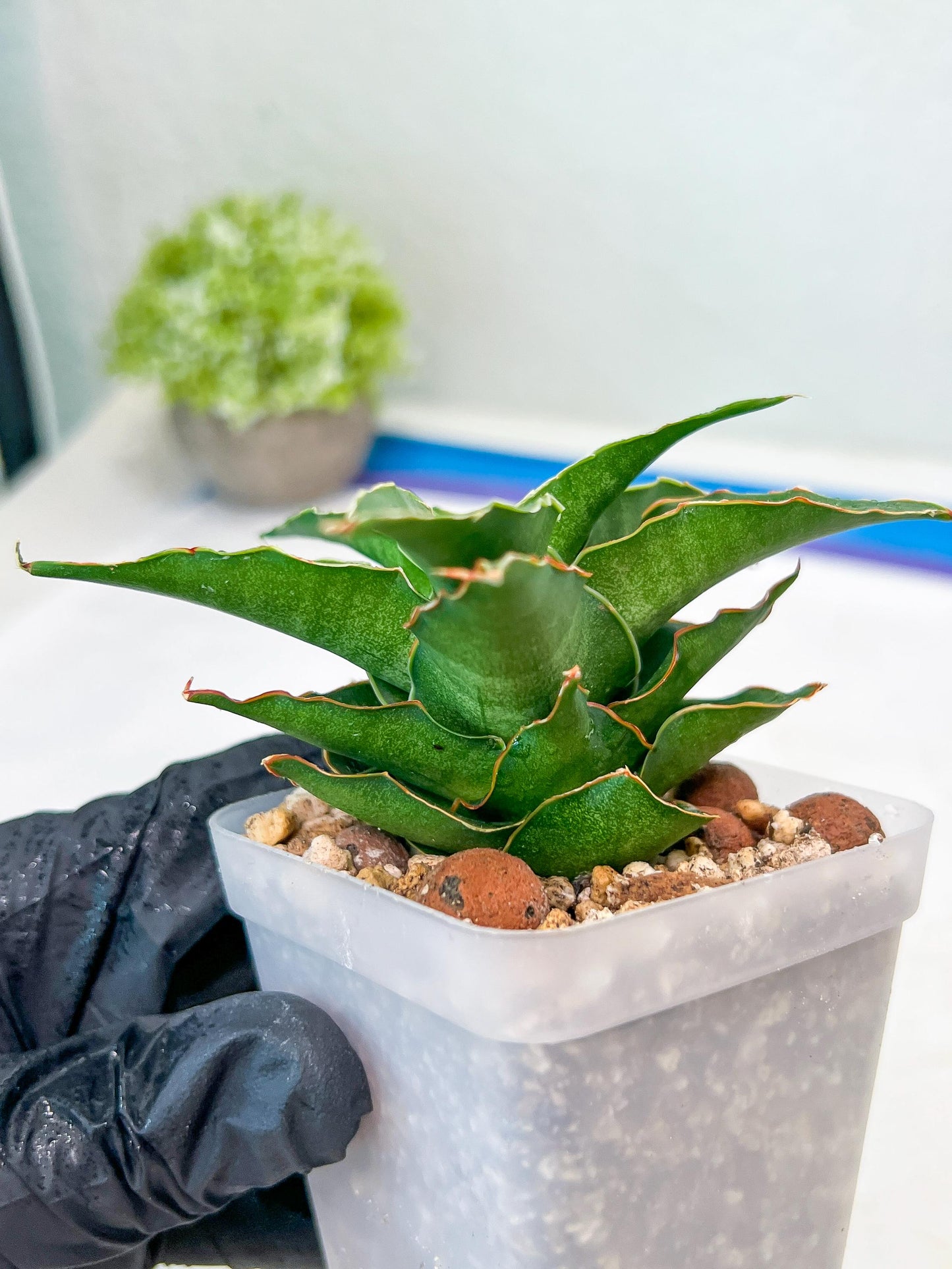 Sansevieria Wulan (#Ba52) | Imported Plants | Rare Hybrid Species