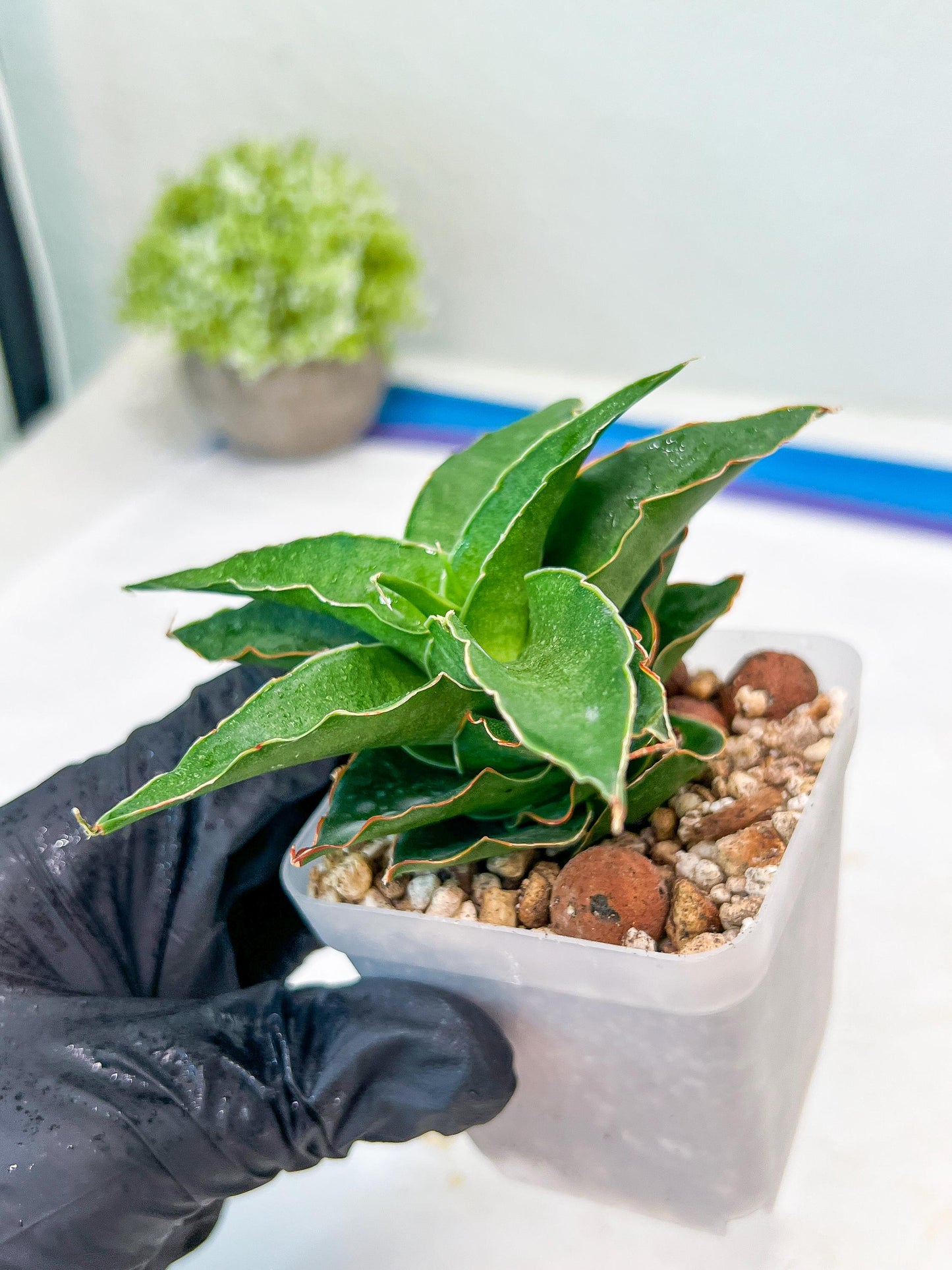 Sansevieria Wulan (#Ba52) | Imported Plants | Rare Hybrid Species