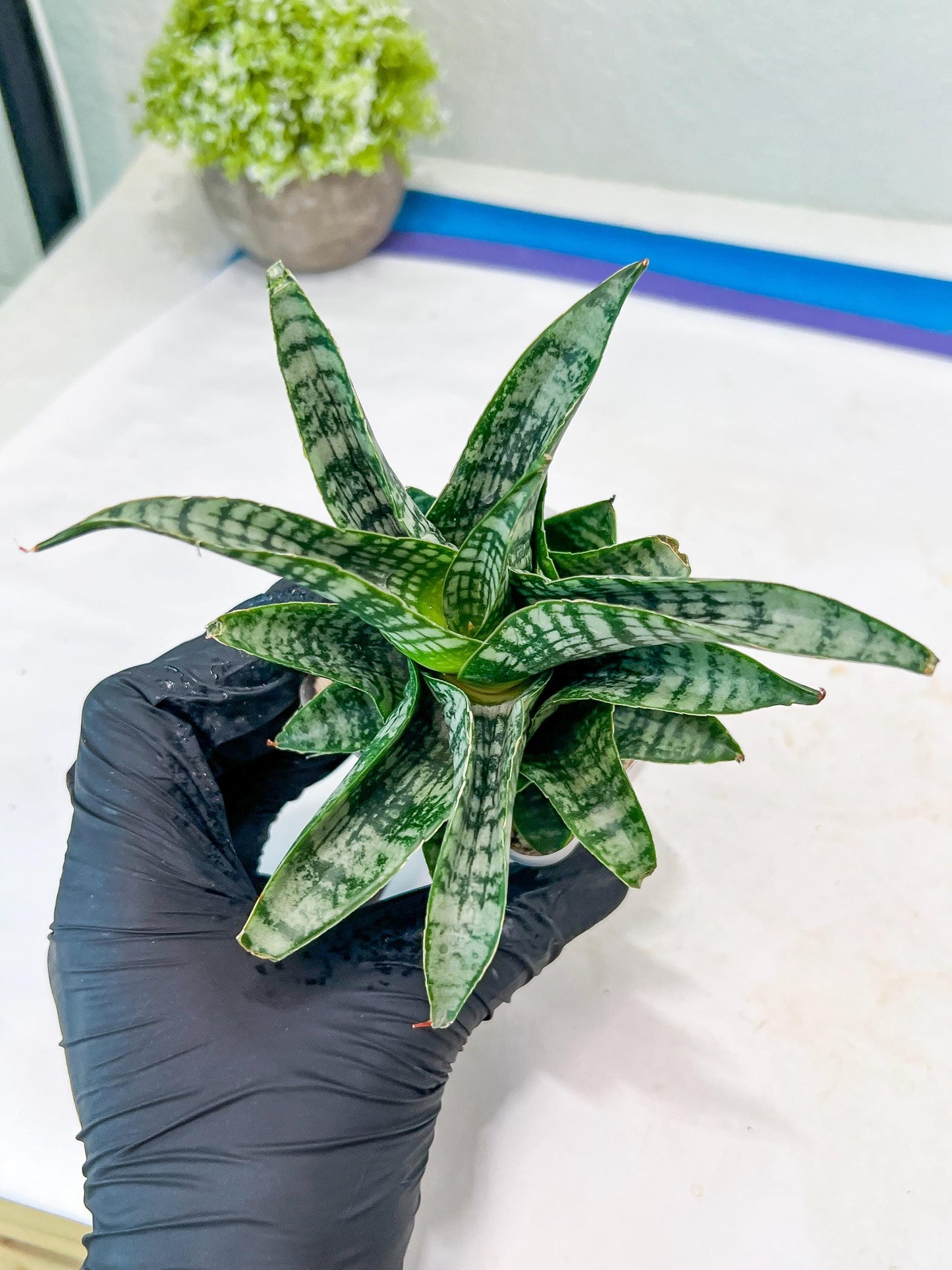 Sansevieria Xiena (#Ba53) | Imported Plants | Rare Hybrid Species