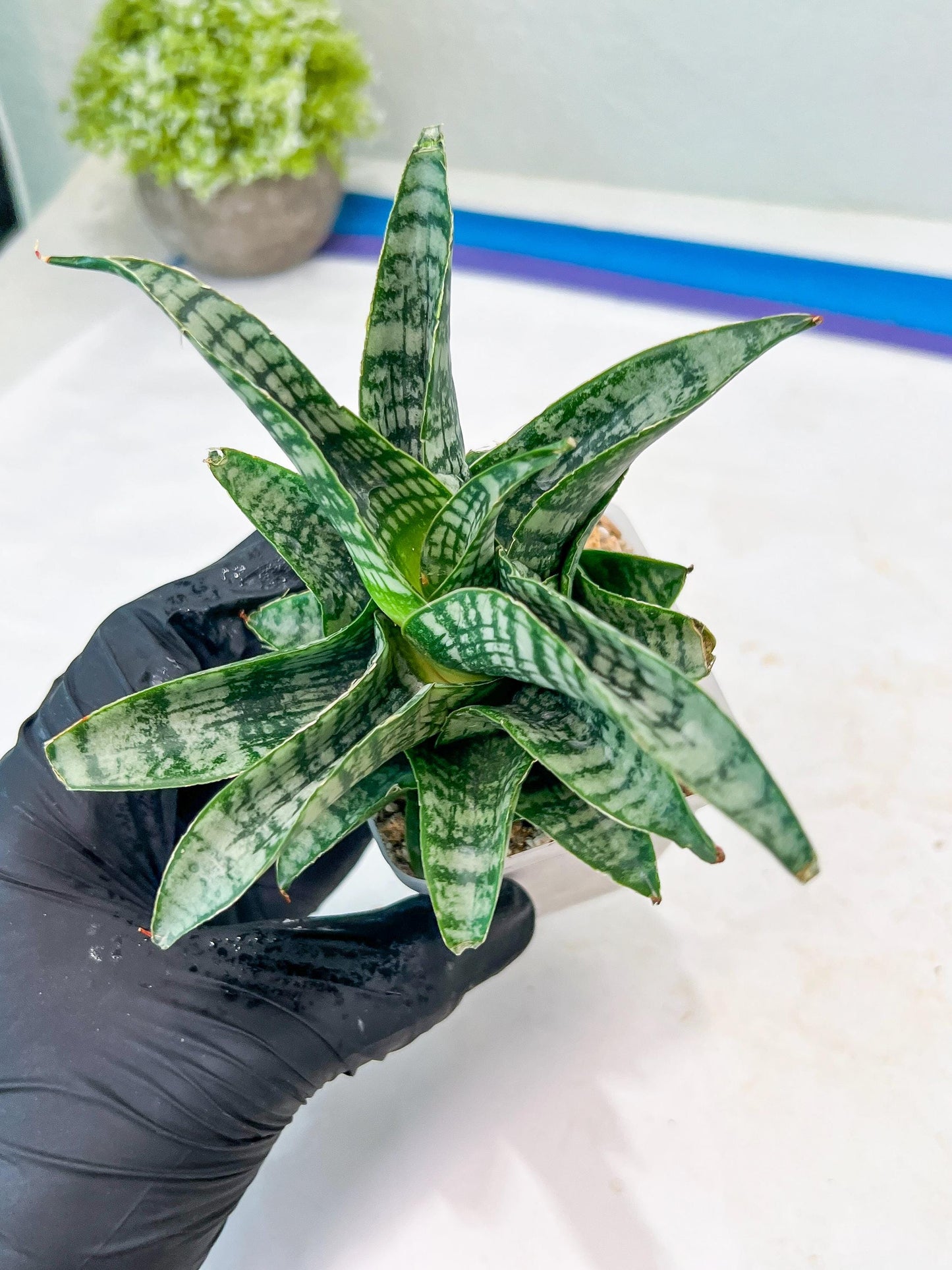 Sansevieria Xiena (#Ba53) | Imported Plants | Rare Hybrid Species