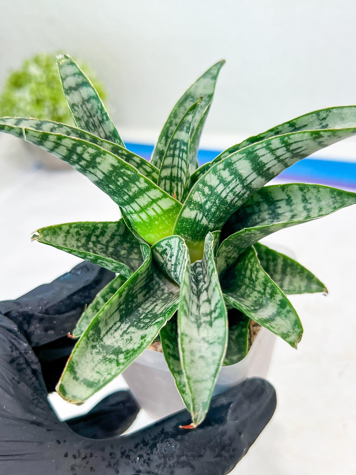 Sansevieria Xiena (#Ba53) | Imported Plants | Rare Hybrid Species