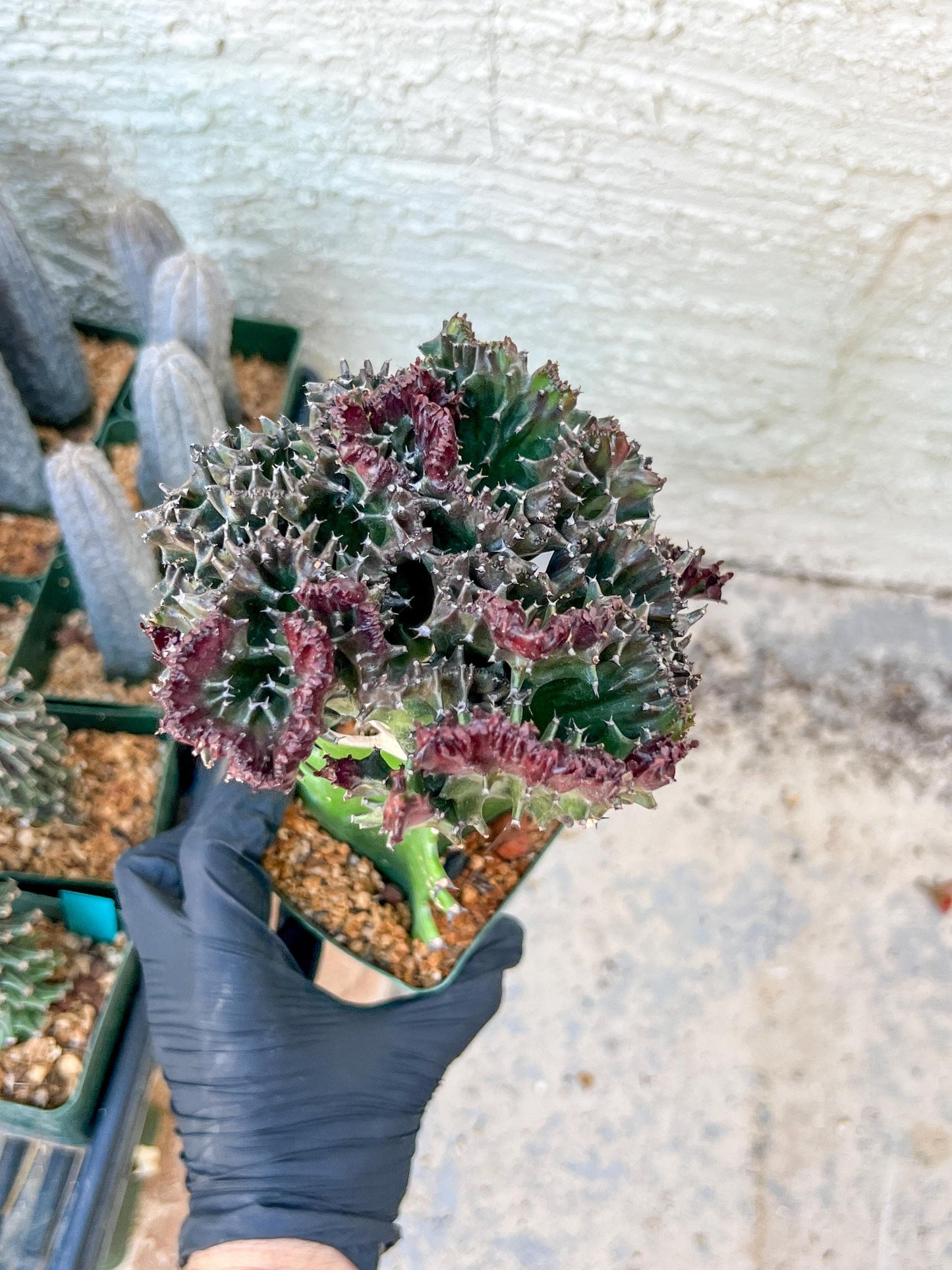 Lactea Crested Grafted Purple/Green | Imported | Mermaid Fin Plant