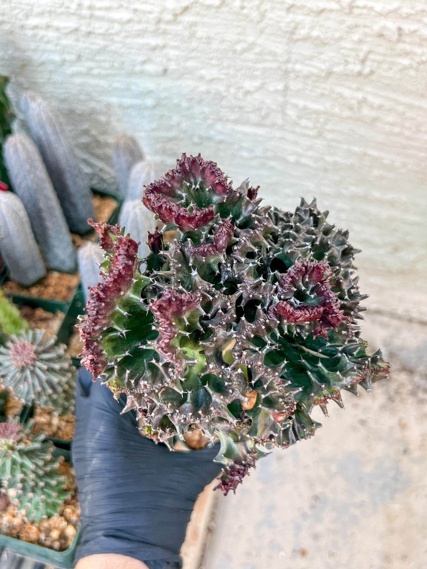 Lactea Crested Grafted Purple/Green | Imported | Mermaid Fin Plant