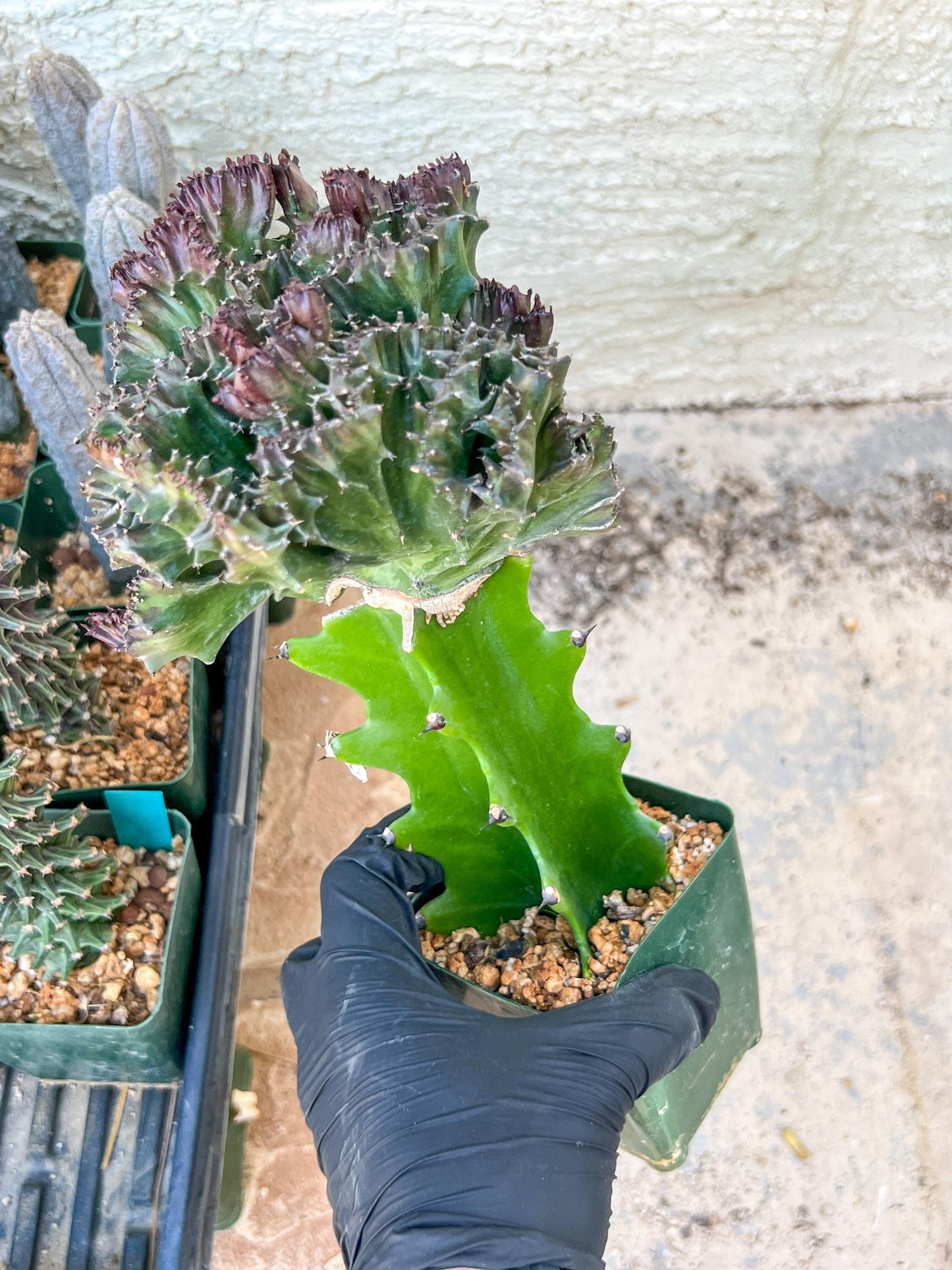 Lactea Crested Grafted Purple/Green | Imported | Mermaid Fin Plant