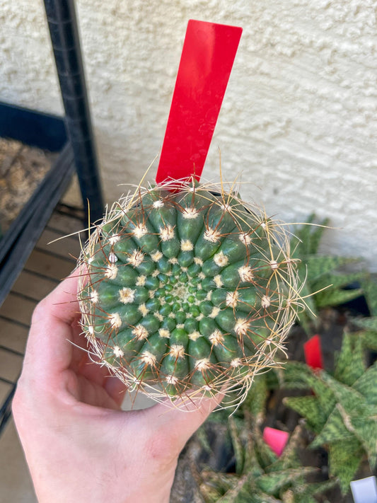 Notocactus Uebelmannianus | Rare succulent | 3.5" Planter