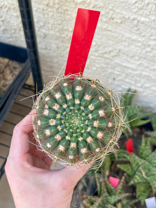 Notocactus Uebelmannianus | Rare succulent | 3.5" Planter