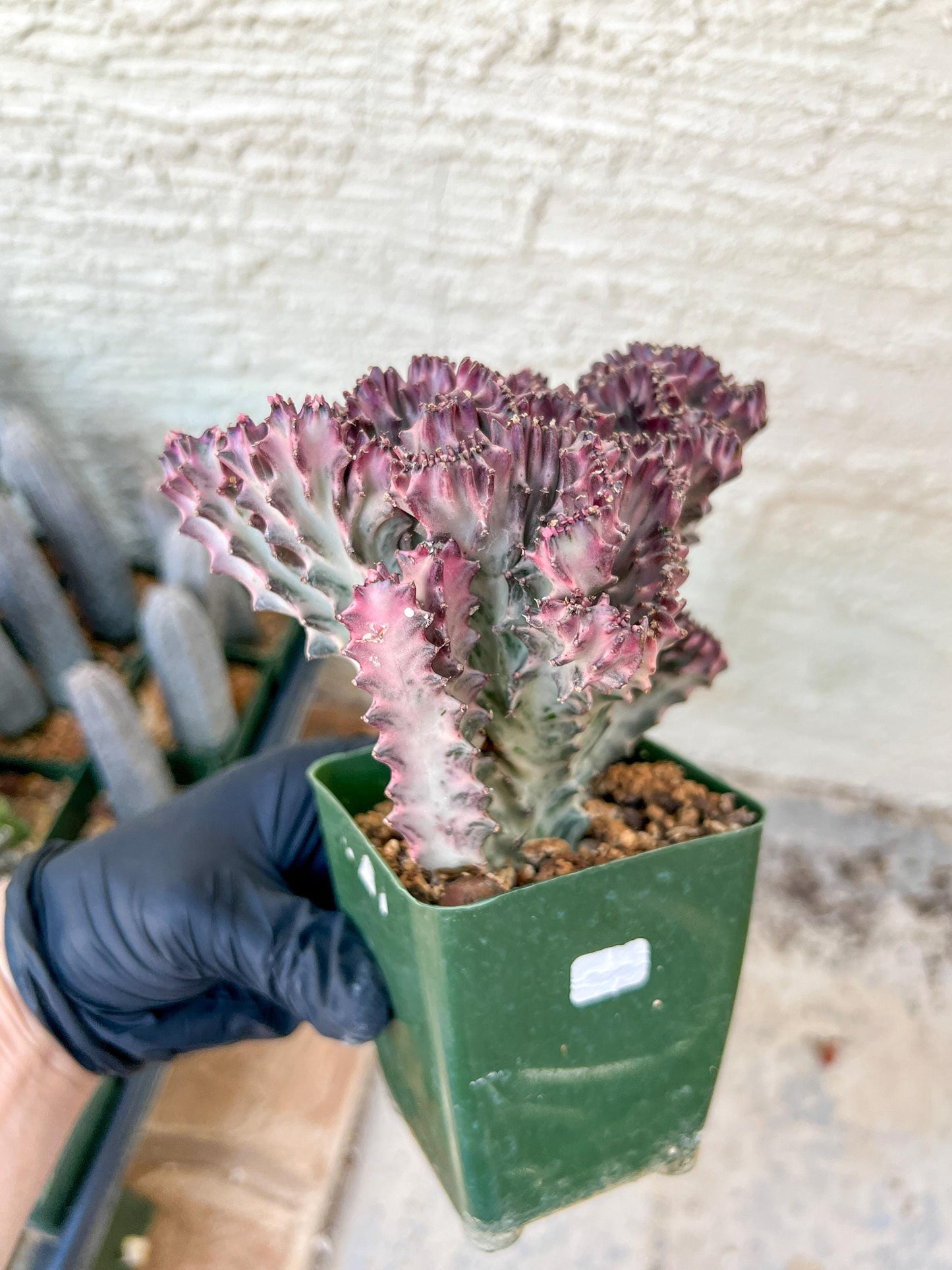 Lactea Crested Grafted Shot body | Imported | Mermaid Fin Plant