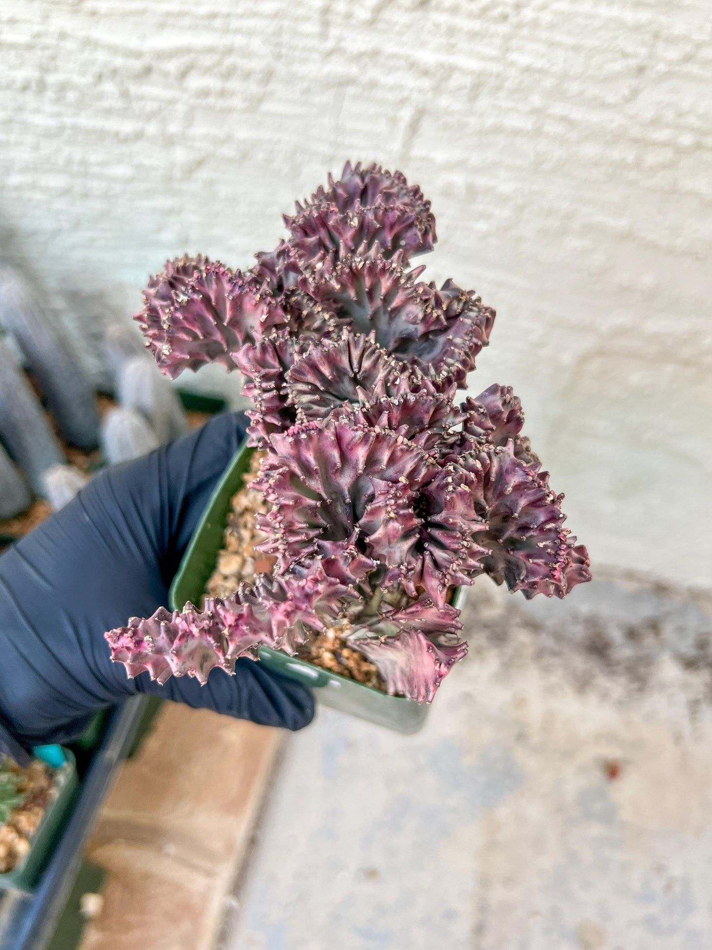 Lactea Crested Grafted Shot body | Imported | Mermaid Fin Plant
