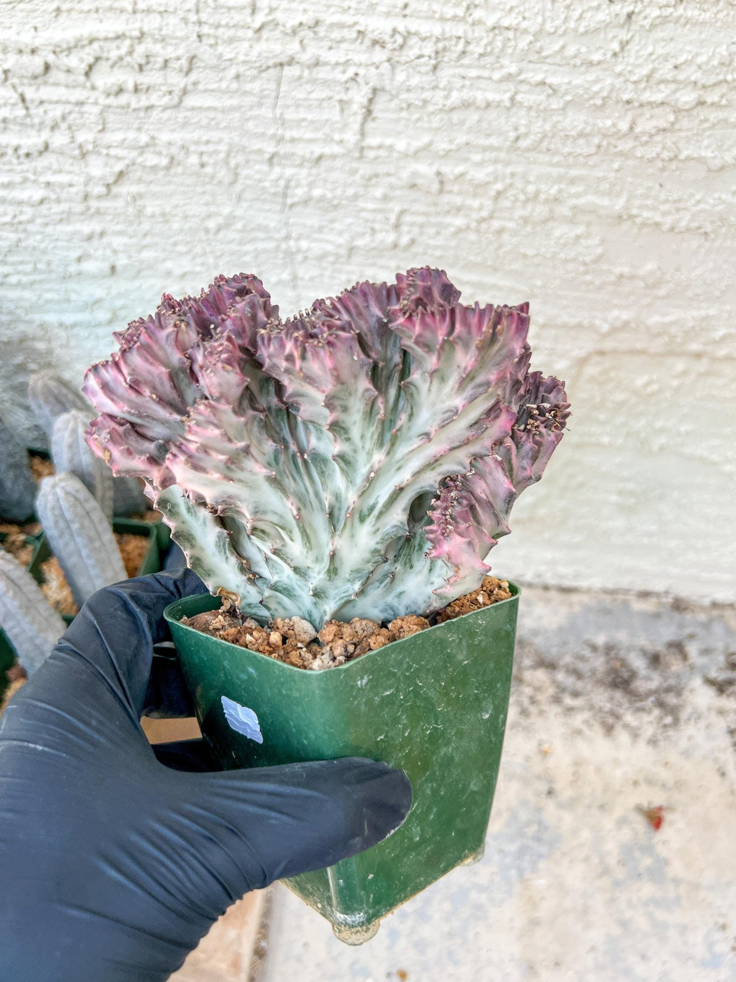 Lactea Crested Grafted Shot body | Imported | Mermaid Fin Plant