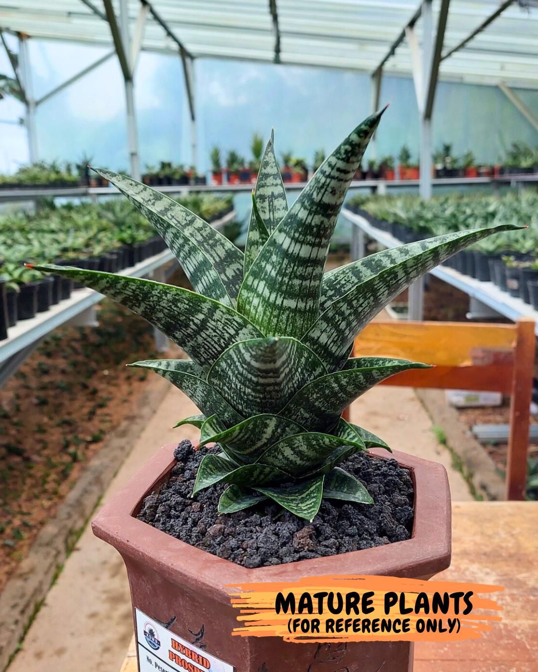 Sansevieria Xiena (#Ba53) | Imported Plants | Rare Hybrid Species