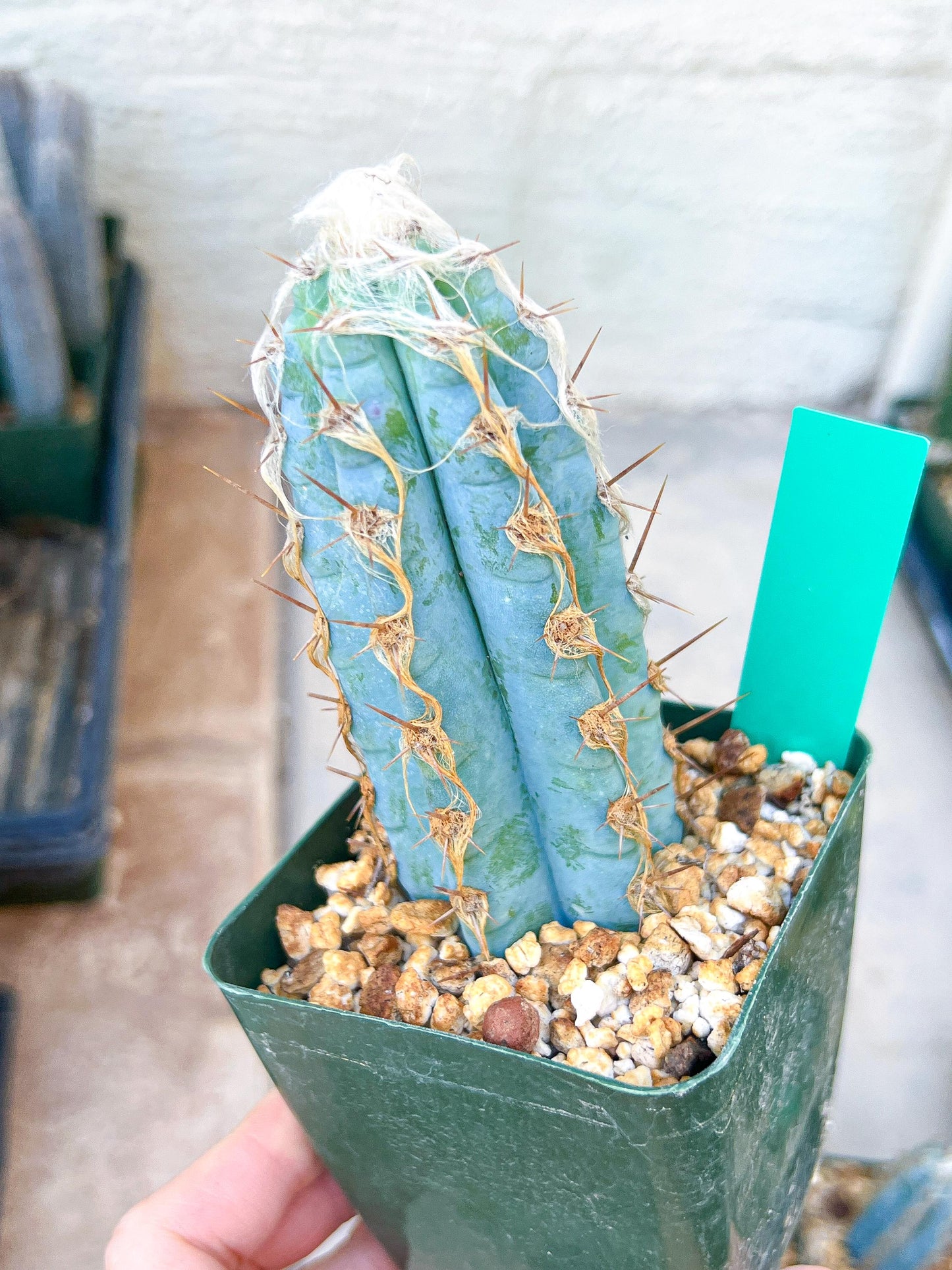 Pilosocereus Pachycladus | Cactus Plants | Imported Plants