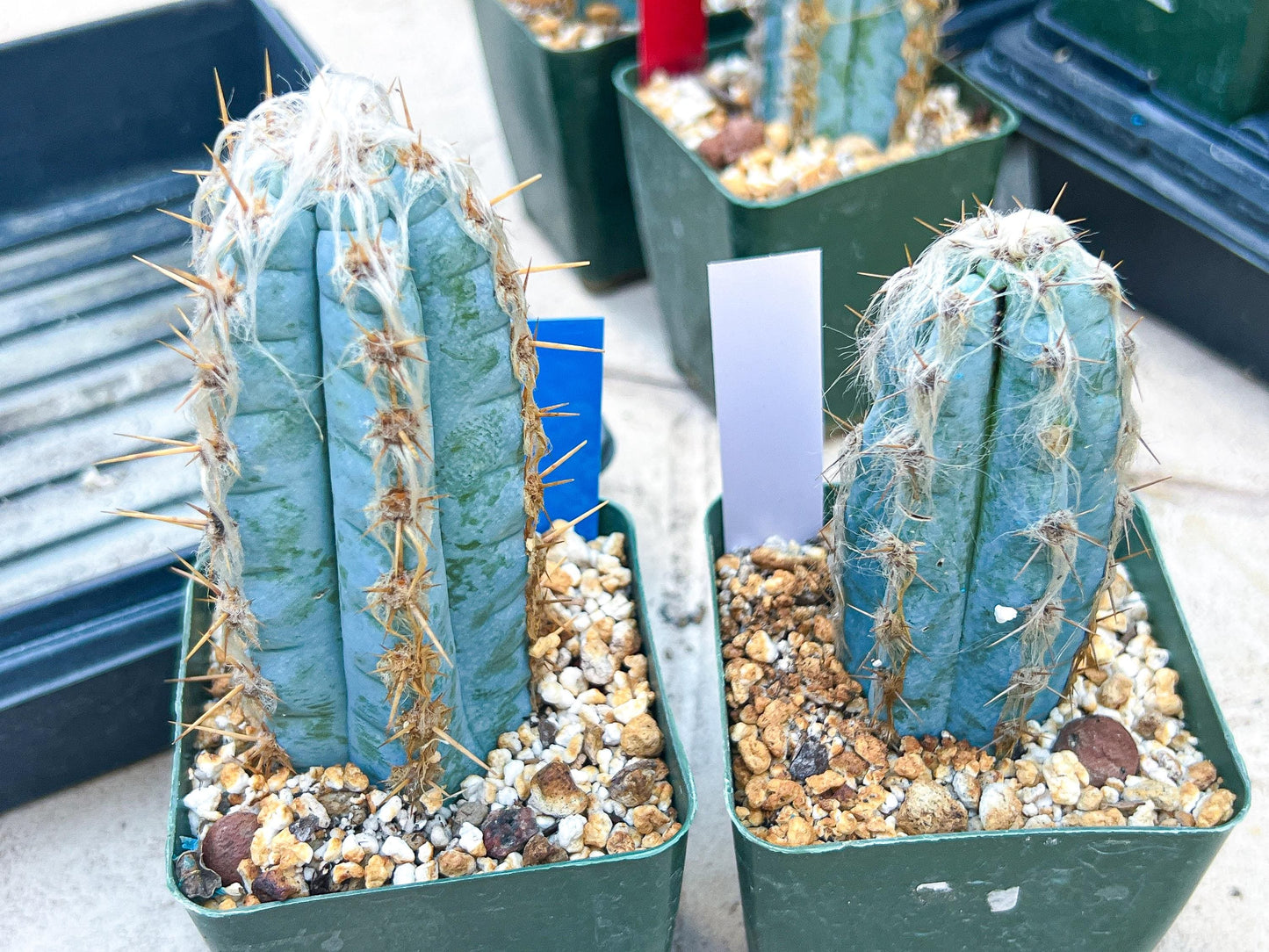 Pilosocereus Pachycladus | Cactus Plants | Imported Plants