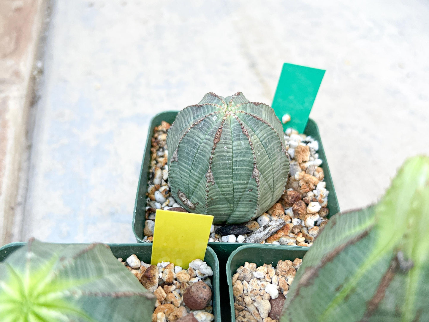 Euphorb obesa | Cactus Plants | Imported Plants